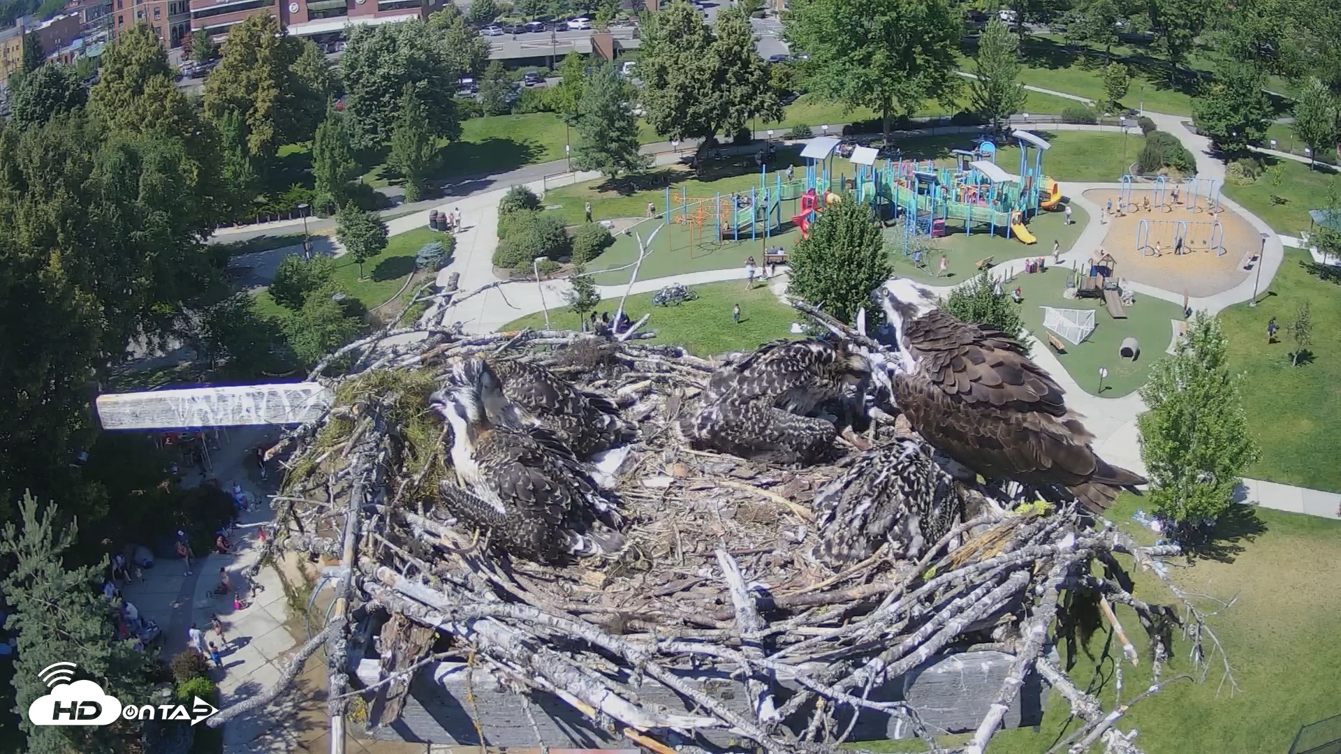 Snapshot of Coeur d'Alene South - Osprey Nest taken Jul 6, 2025, 3:08pm PDT