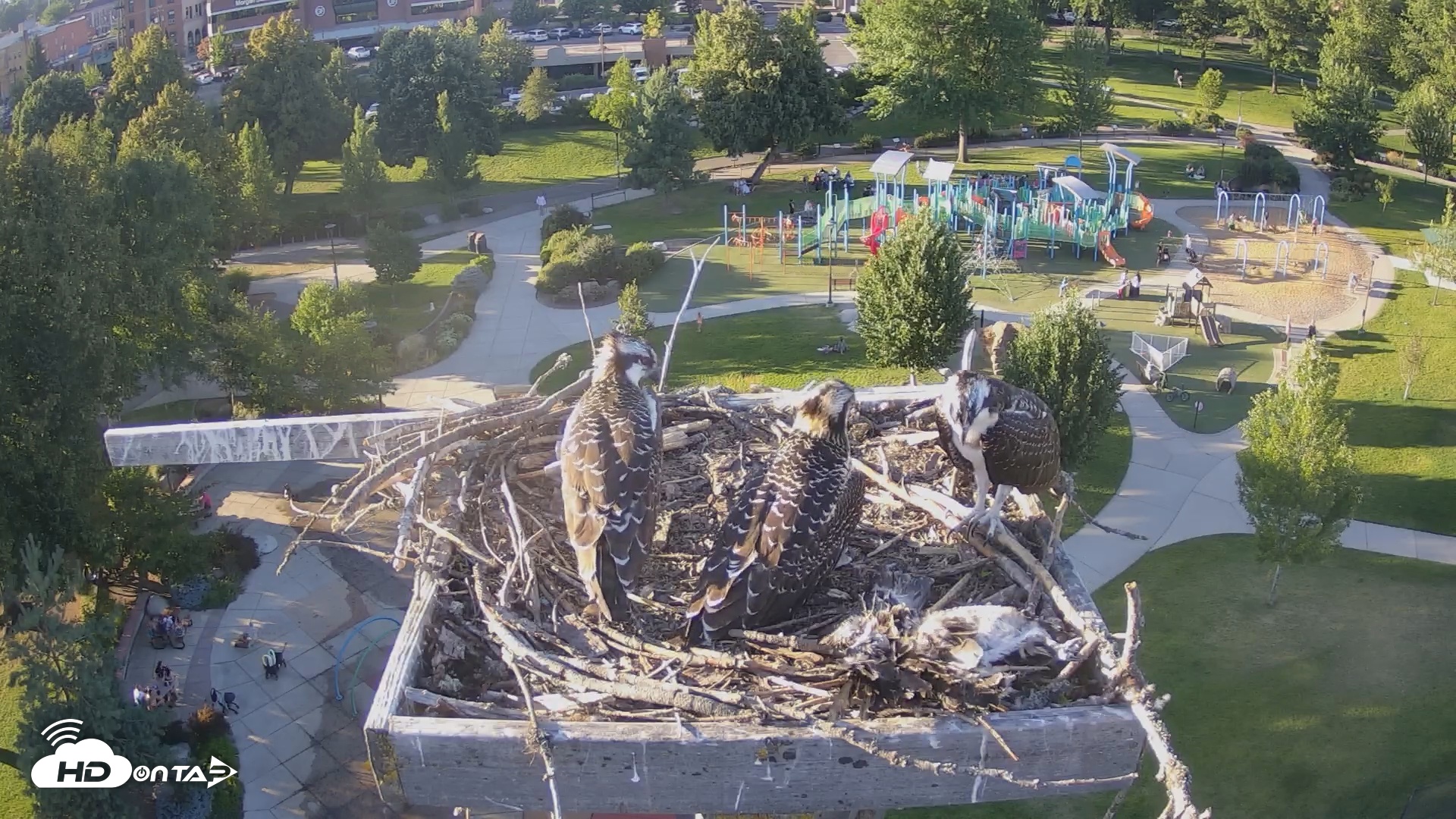 Snapshot of Coeur d'Alene South - Osprey Nest taken Jul 26, 2025, 7:02pm PDT