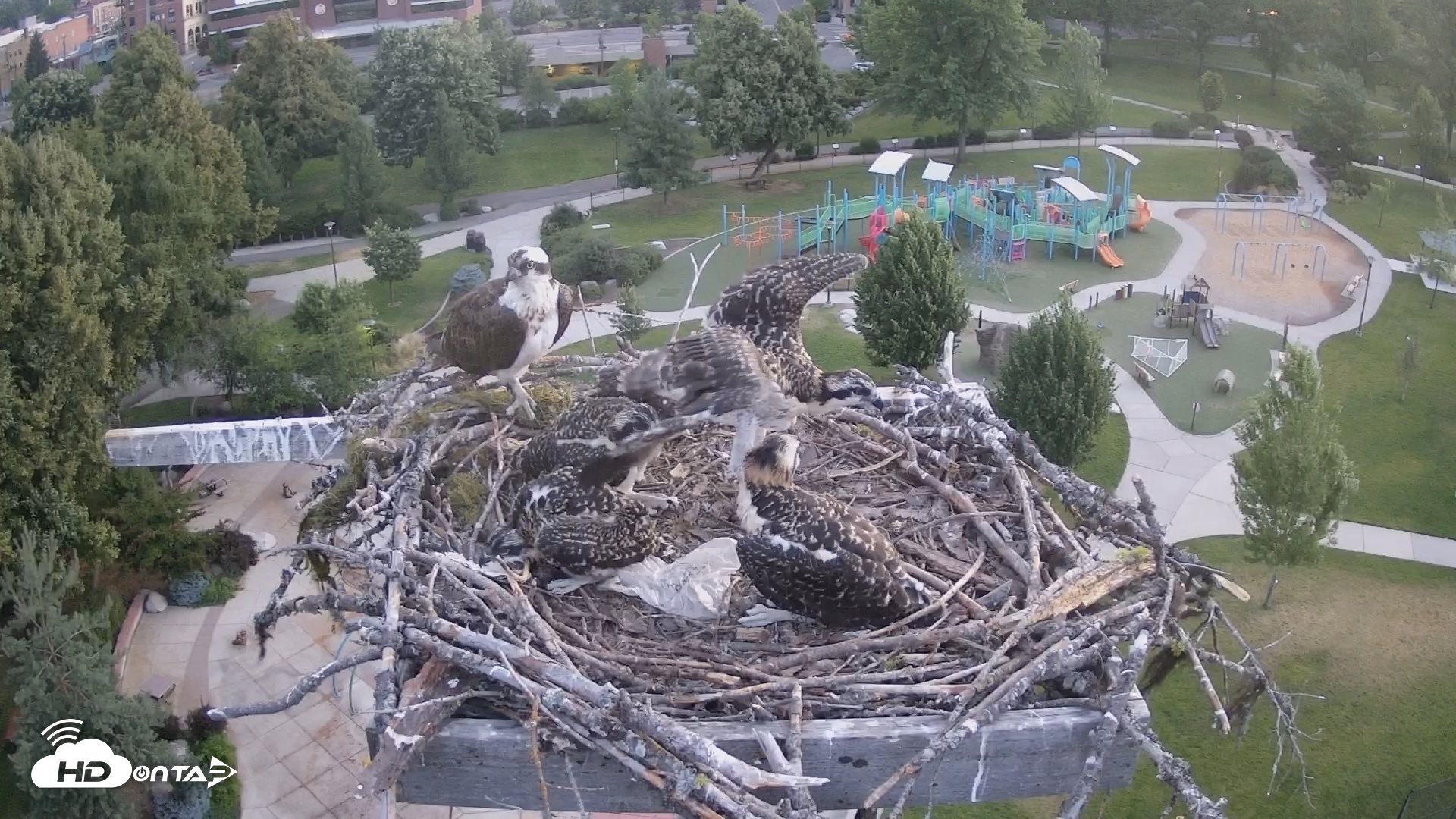 Snapshot of Coeur d'Alene South - Osprey Nest taken Jul 9, 2025, 4:53am PDT