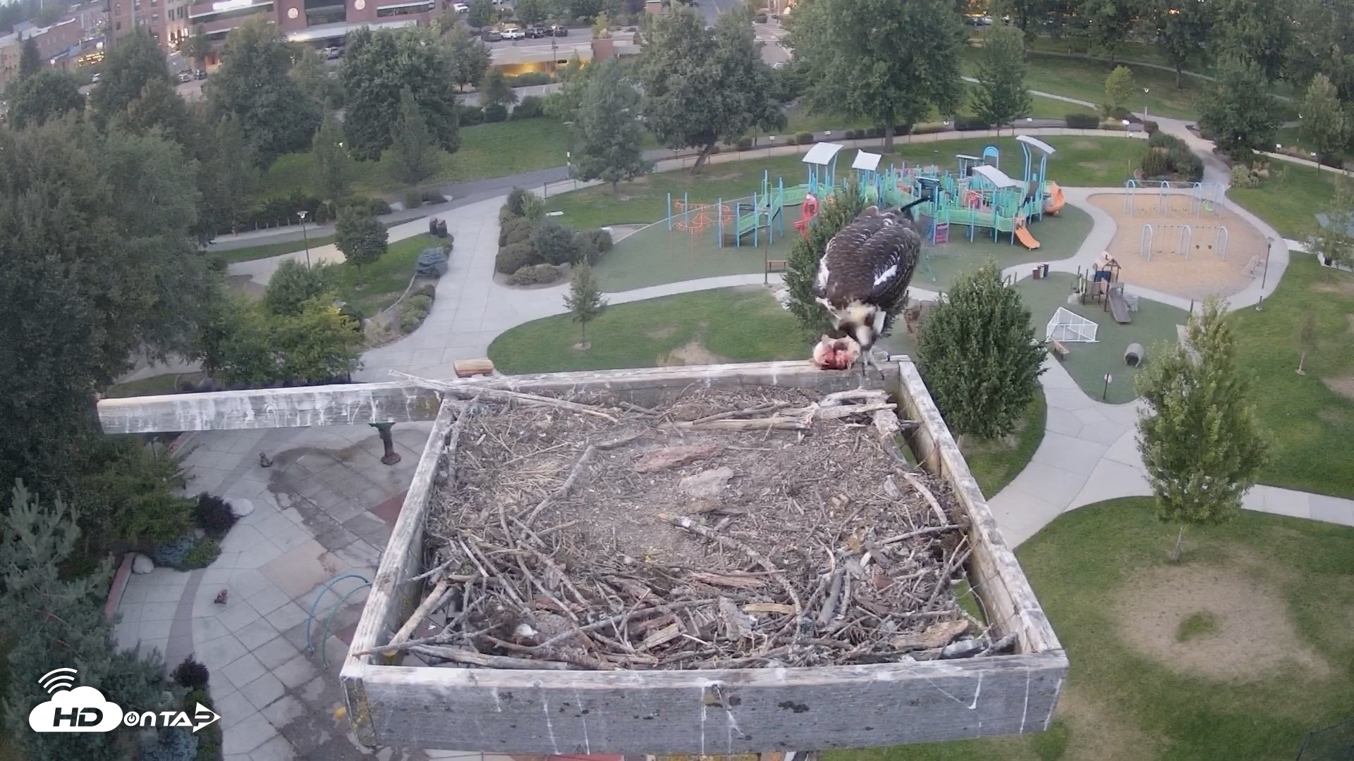 Snapshot of Coeur d'Alene Idaho Osprey Nest Live Cam taken Aug 29, 2026, 7:49pm PDT