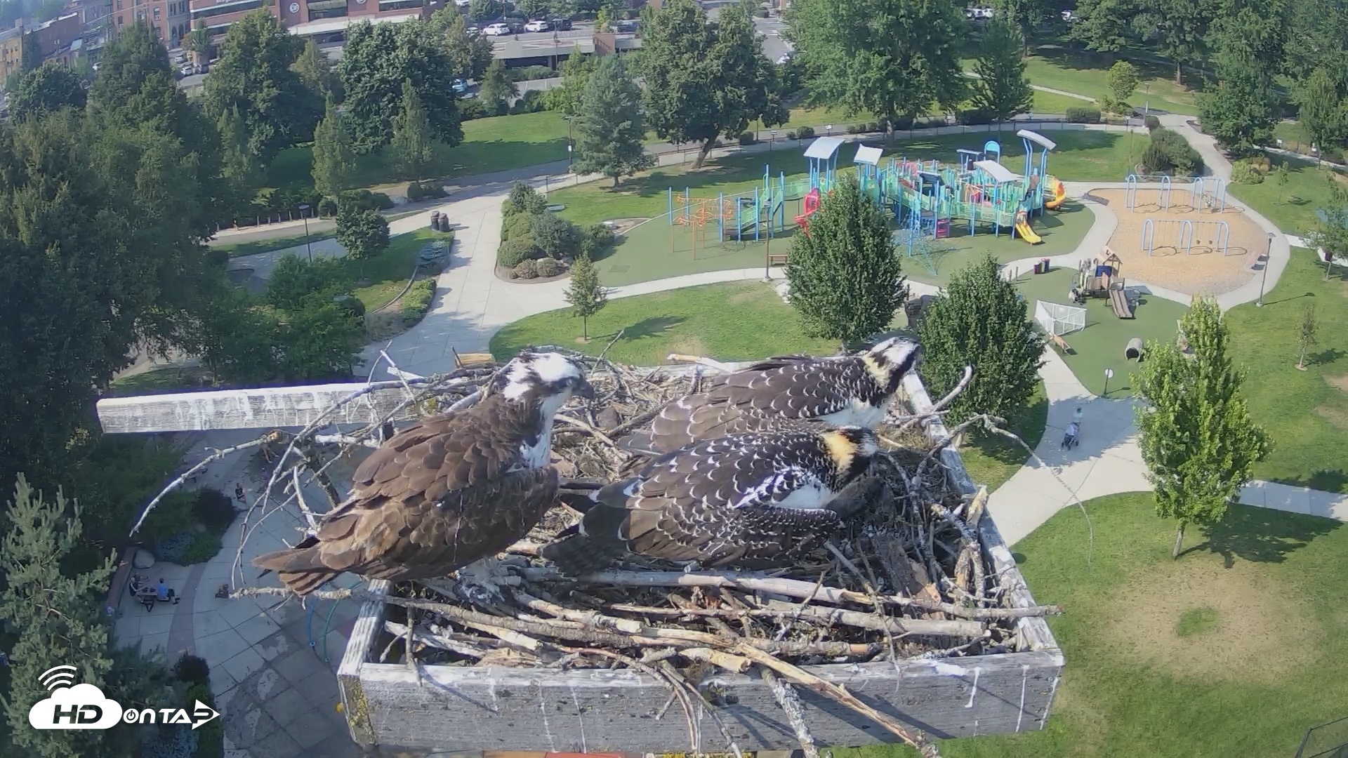 Snapshot of Coeur d'Alene Idaho Osprey Nest Live Cam taken Jul 27, 2026, 4:32pm PDT