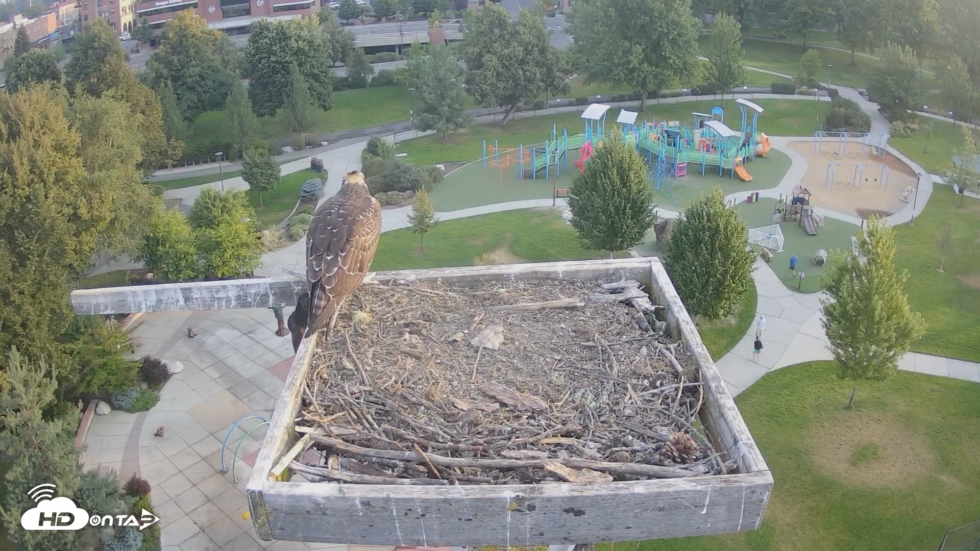 Snapshot of Coeur d'Alene Idaho Osprey Nest Live Cam taken Aug 21, 2026, 6:37am PDT