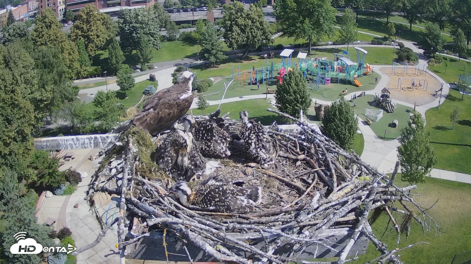 Snapshot of Coeur d'Alene South - Osprey Nest taken Jul 6, 2025, 10:00am PDT