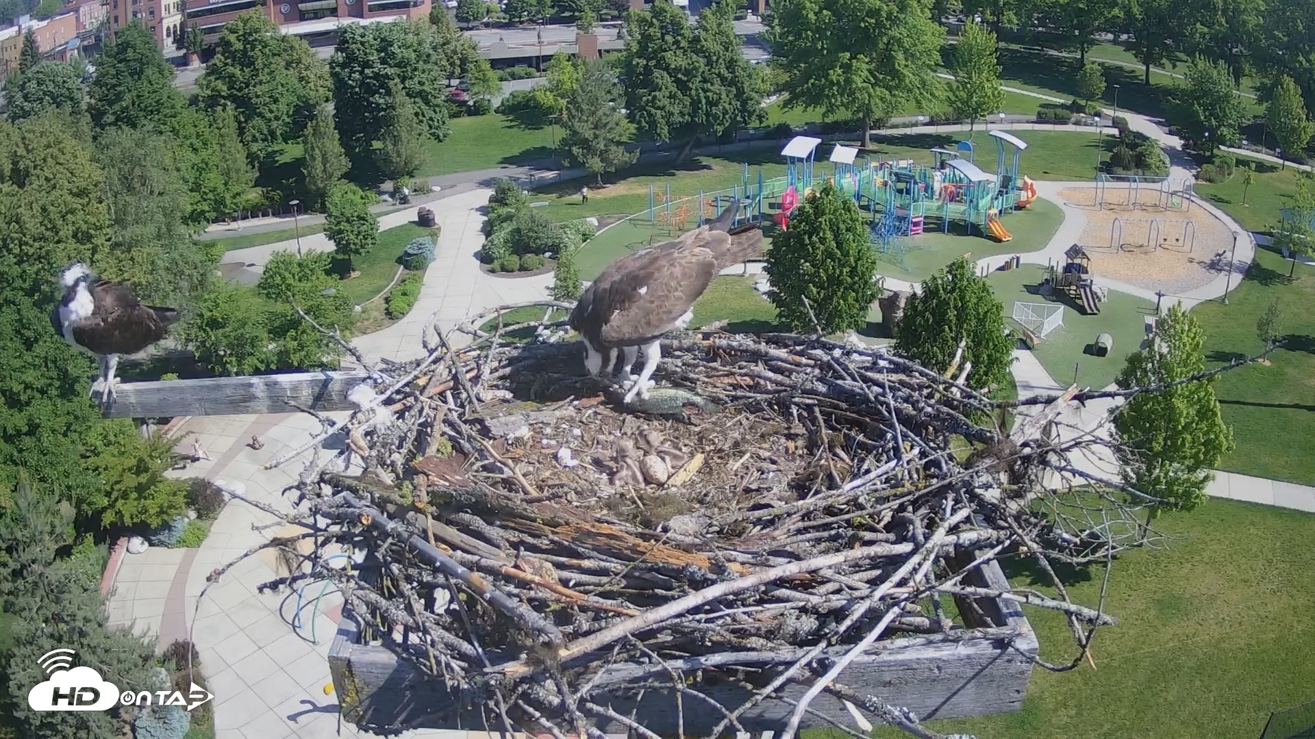 Snapshot of Coeur d'Alene Idaho Osprey Nest Live Cam taken May 28, 2026, 9:41am PDT