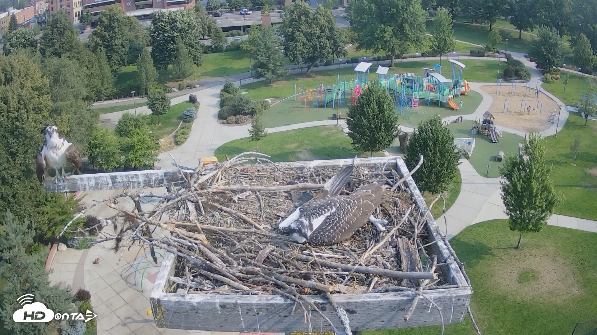 Snapshot of Coeur d'Alene Idaho Osprey Nest Live Cam taken Aug 1, 2026, 9:13am PDT