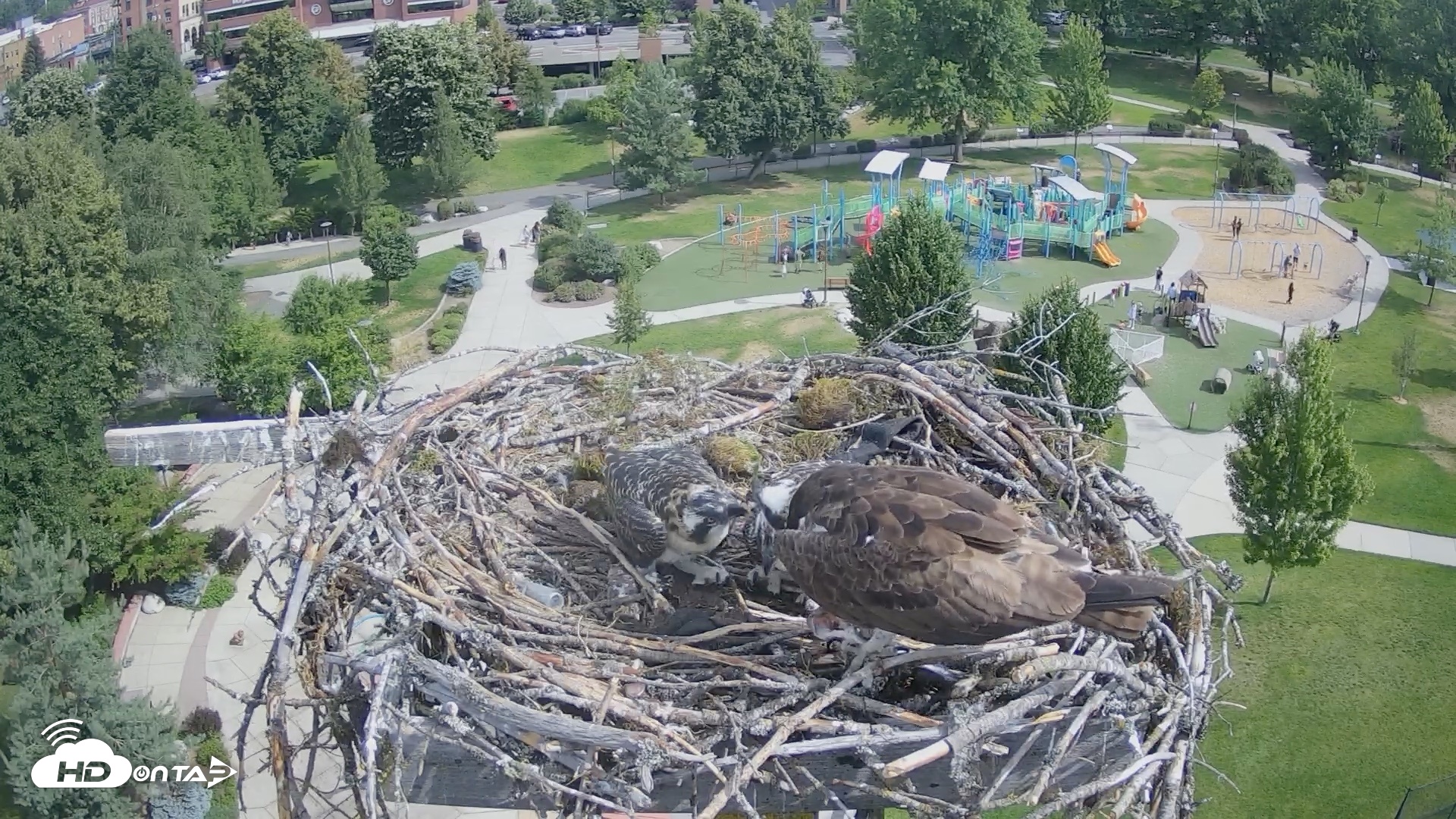 Snapshot of Coeur d'Alene Idaho Osprey Nest Live Cam taken Jul 12, 2026, 9:54am PDT