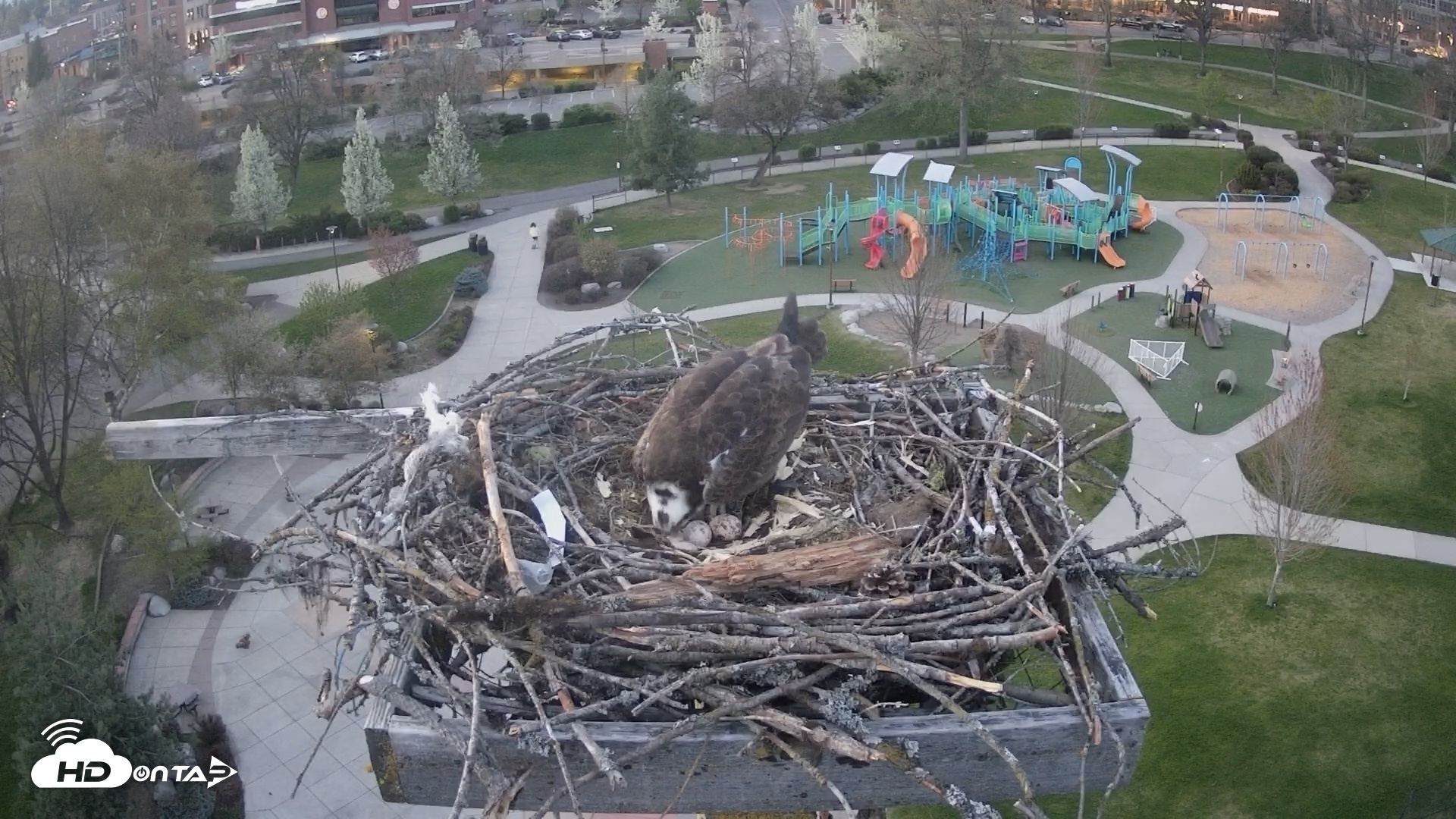 Snapshot of Coeur d'Alene Idaho Osprey Nest Live Cam taken Apr 20, 2026, 7:57pm PDT