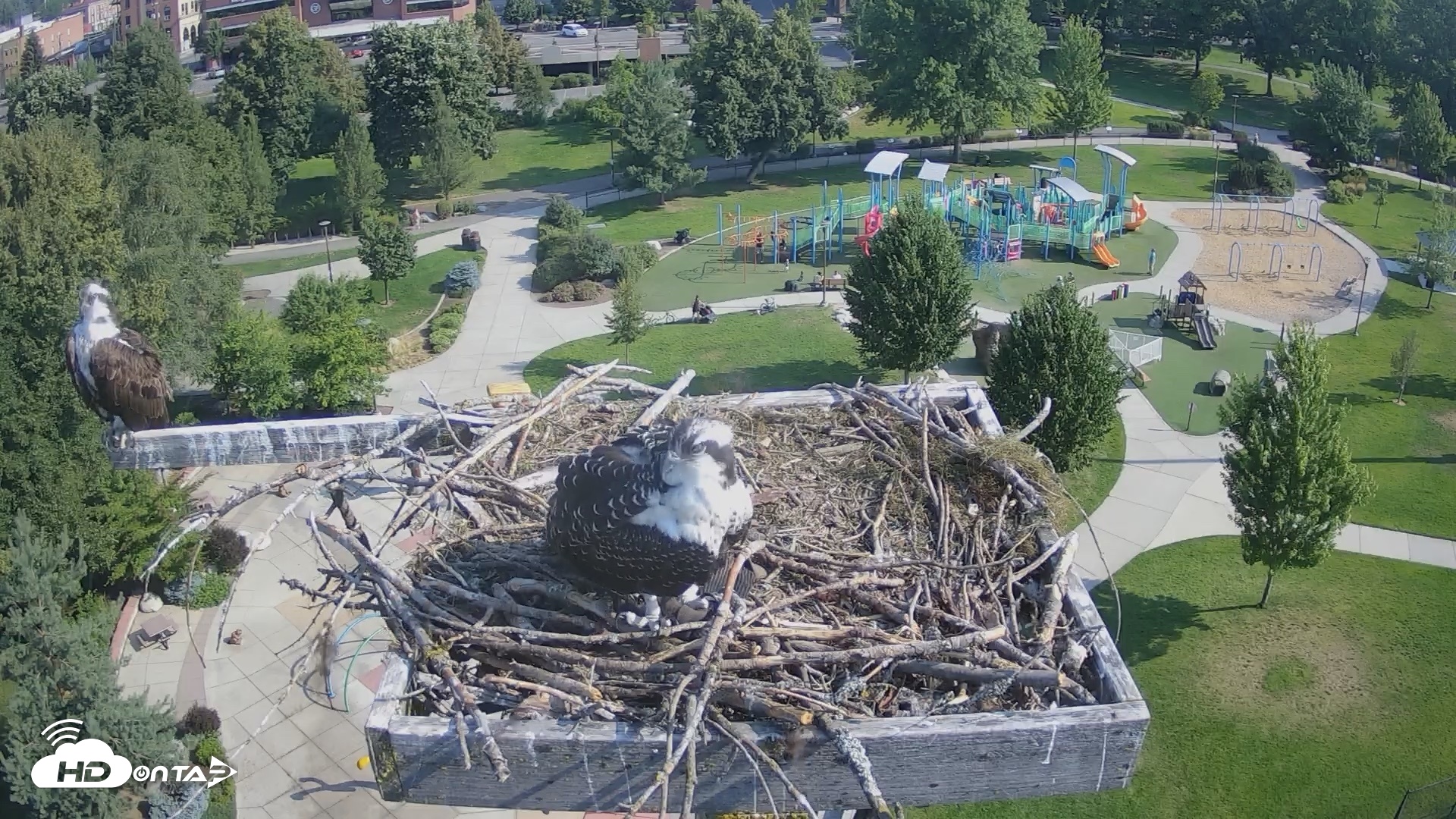 Snapshot of Coeur d'Alene Idaho Osprey Nest Live Cam taken Jul 25, 2026, 9:04am PDT