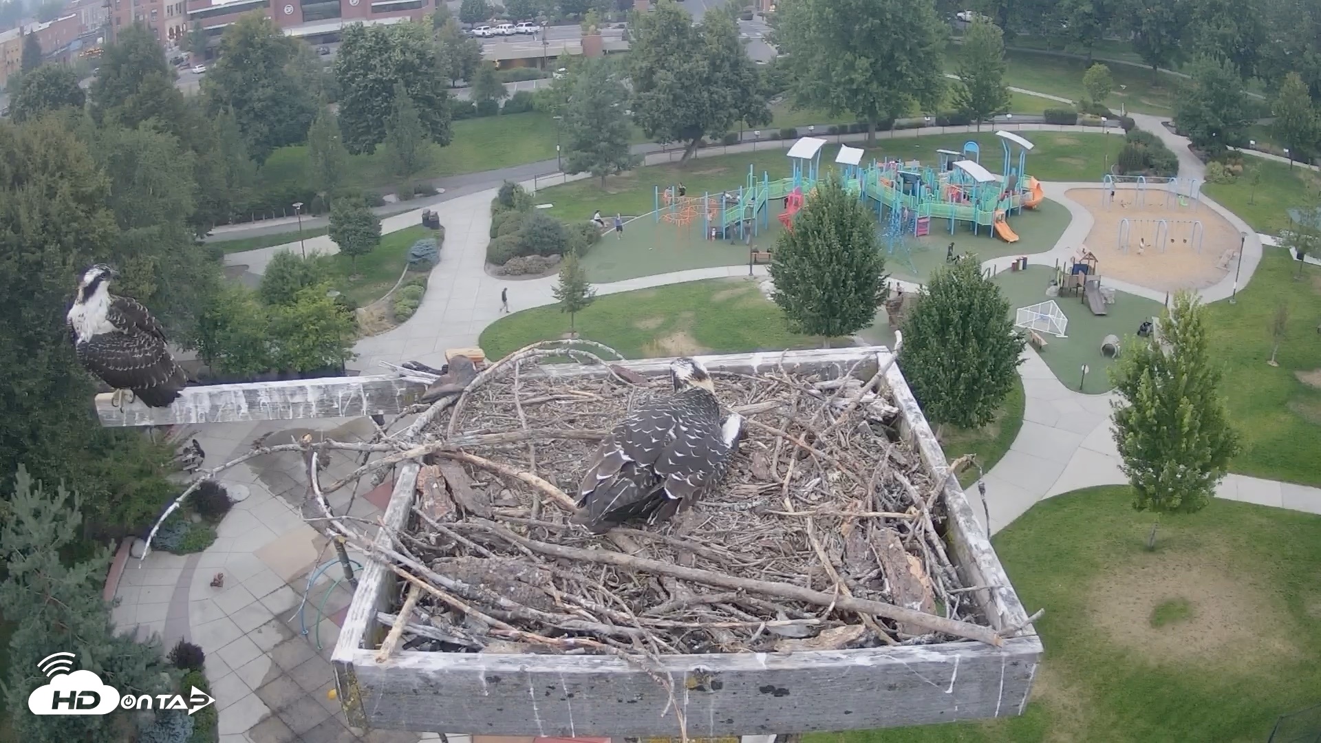 Snapshot of Coeur d'Alene Idaho Osprey Nest Live Cam taken Aug 6, 2026, 8:18pm PDT