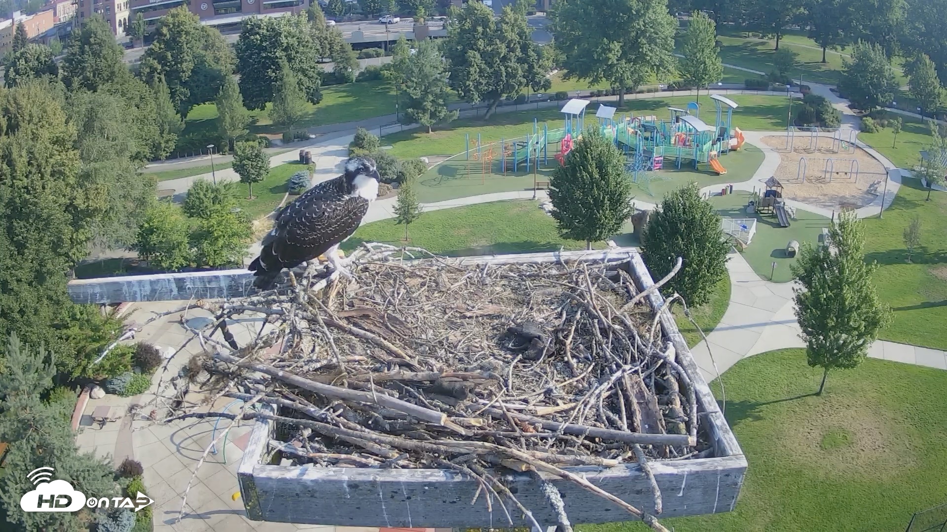 Snapshot of Coeur d'Alene Idaho Osprey Nest Live Cam taken Jul 29, 2026, 8:15am PDT
