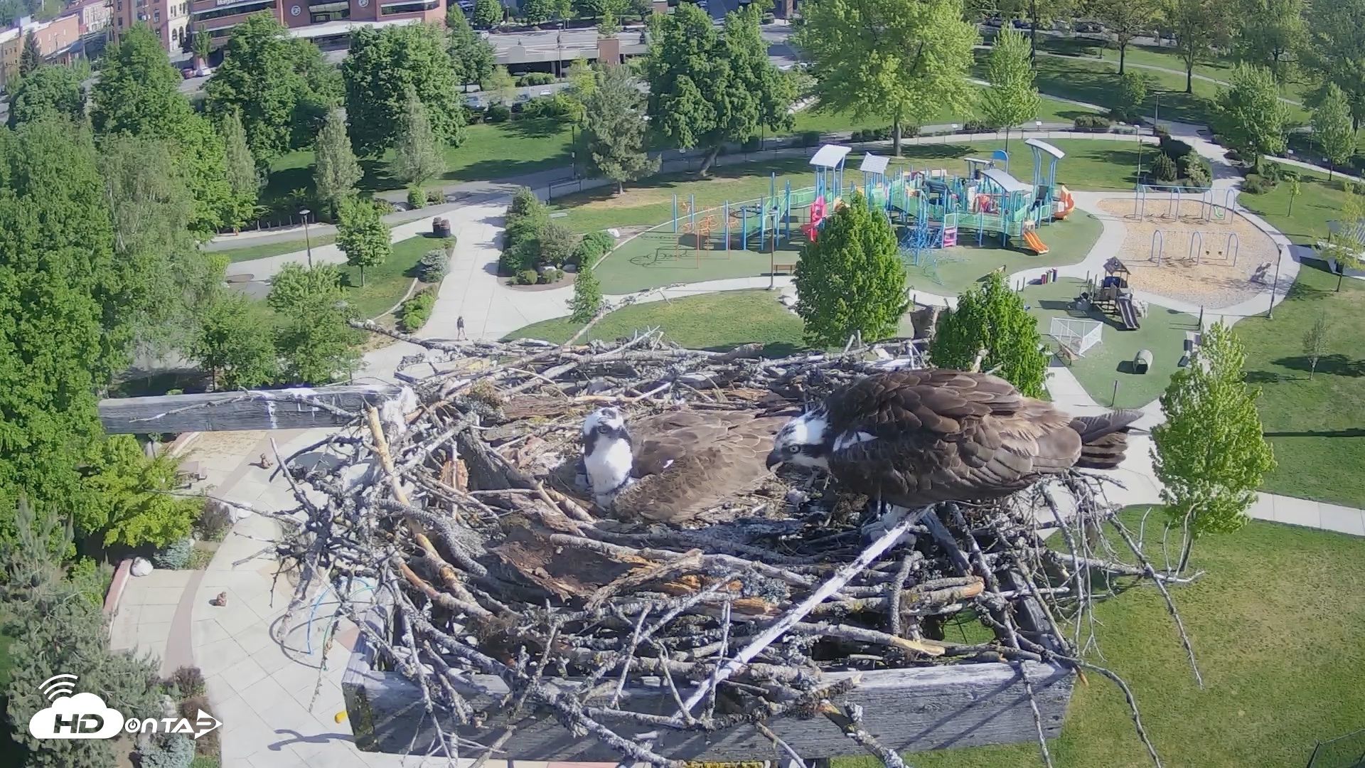 Snapshot of Coeur d'Alene Idaho Osprey Nest Live Cam taken May 12, 2026, 8:50am PDT