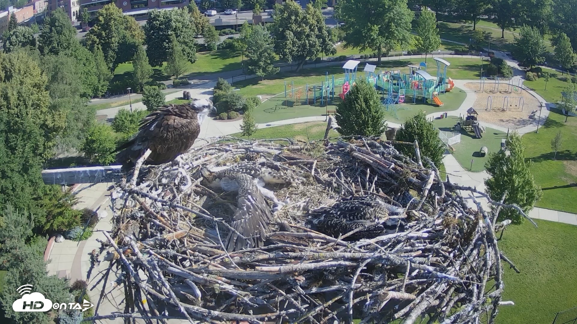 Snapshot of Coeur d'Alene Idaho Osprey Nest Live Cam taken Jul 7, 2026, 8:29am PDT