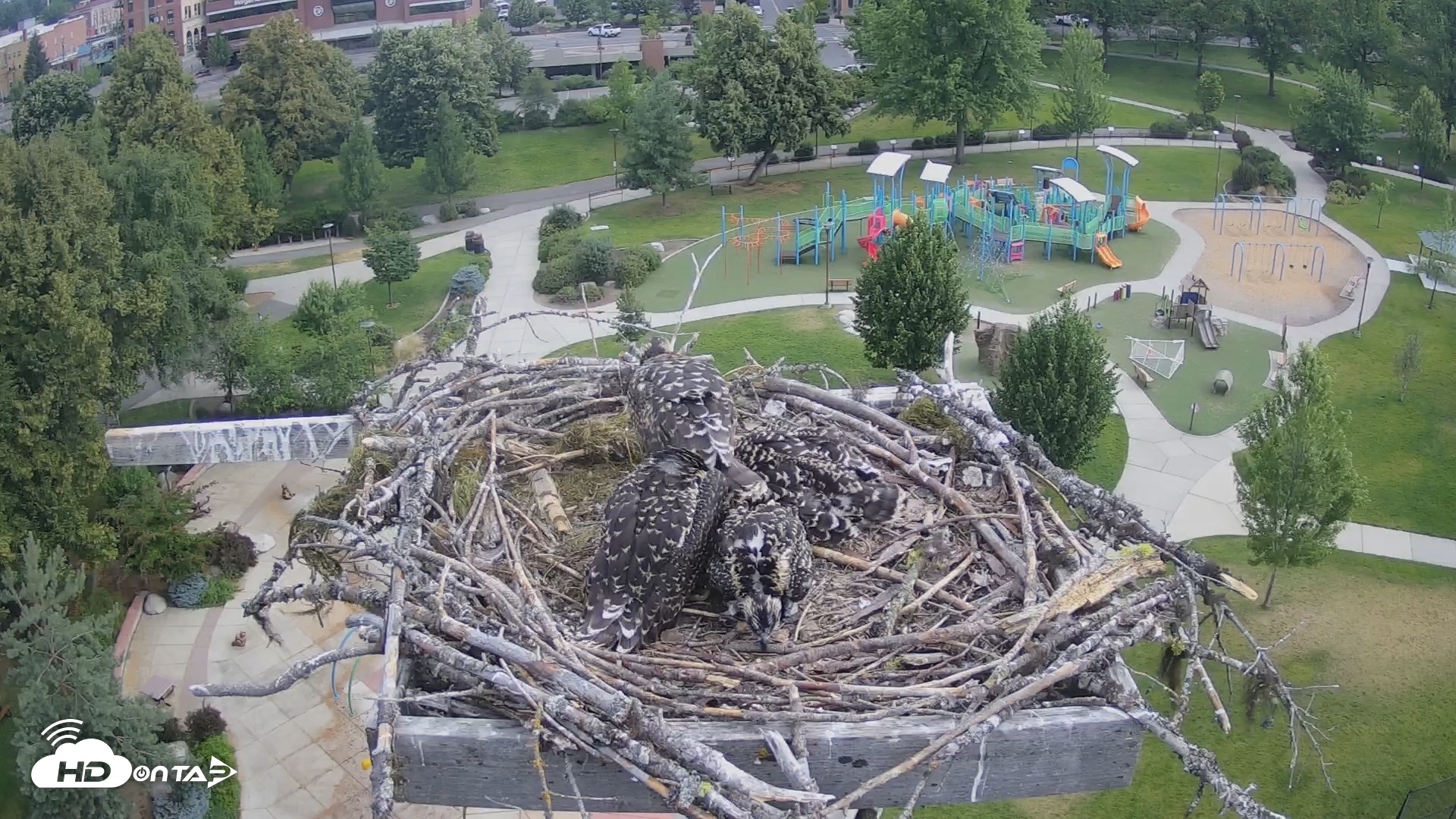 Snapshot of Coeur d'Alene South - Osprey Nest taken Jul 10, 2025, 7:31am PDT