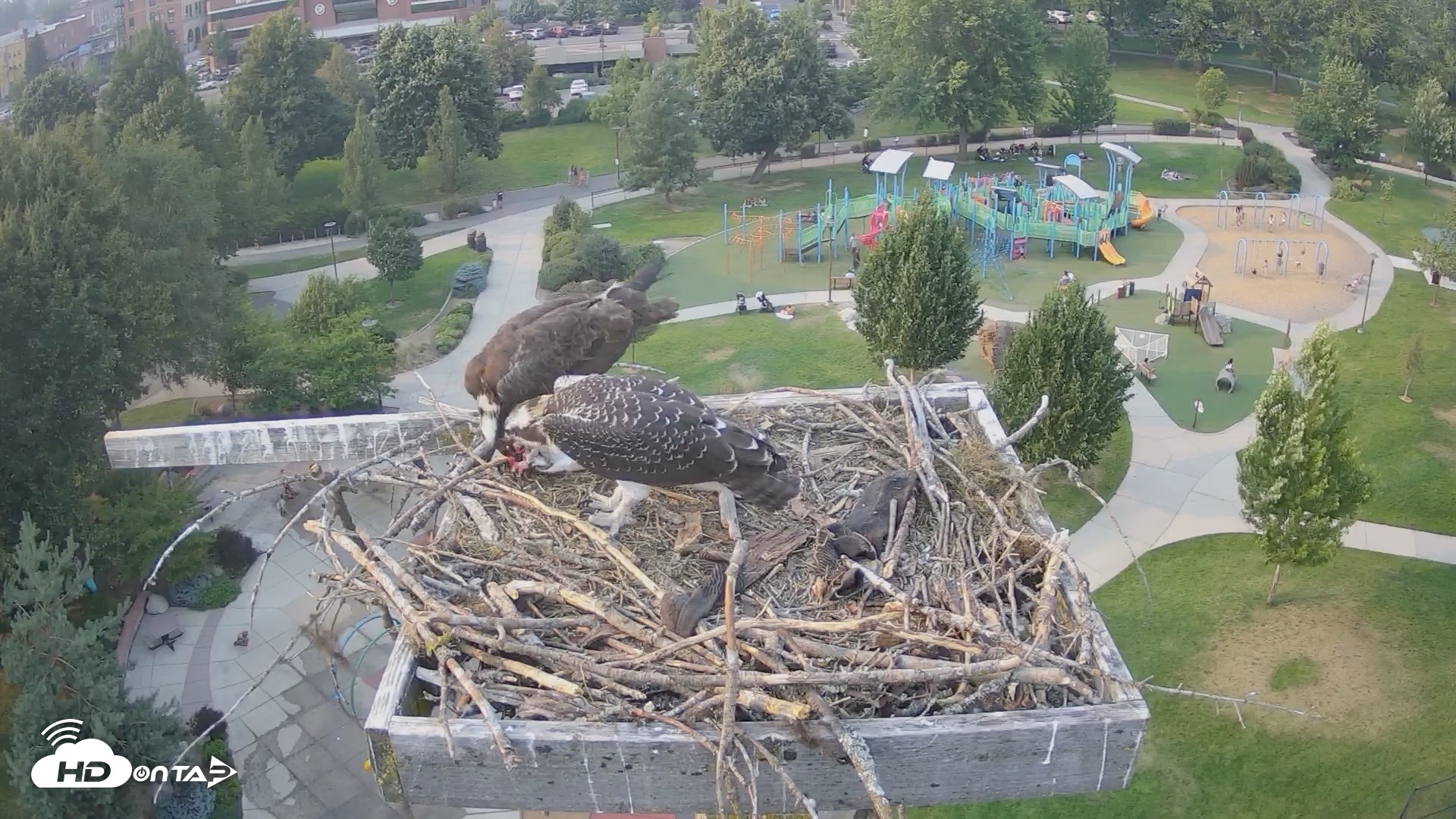 Snapshot of Coeur d'Alene Idaho Osprey Nest Live Cam taken Jul 25, 2026, 6:15pm PDT