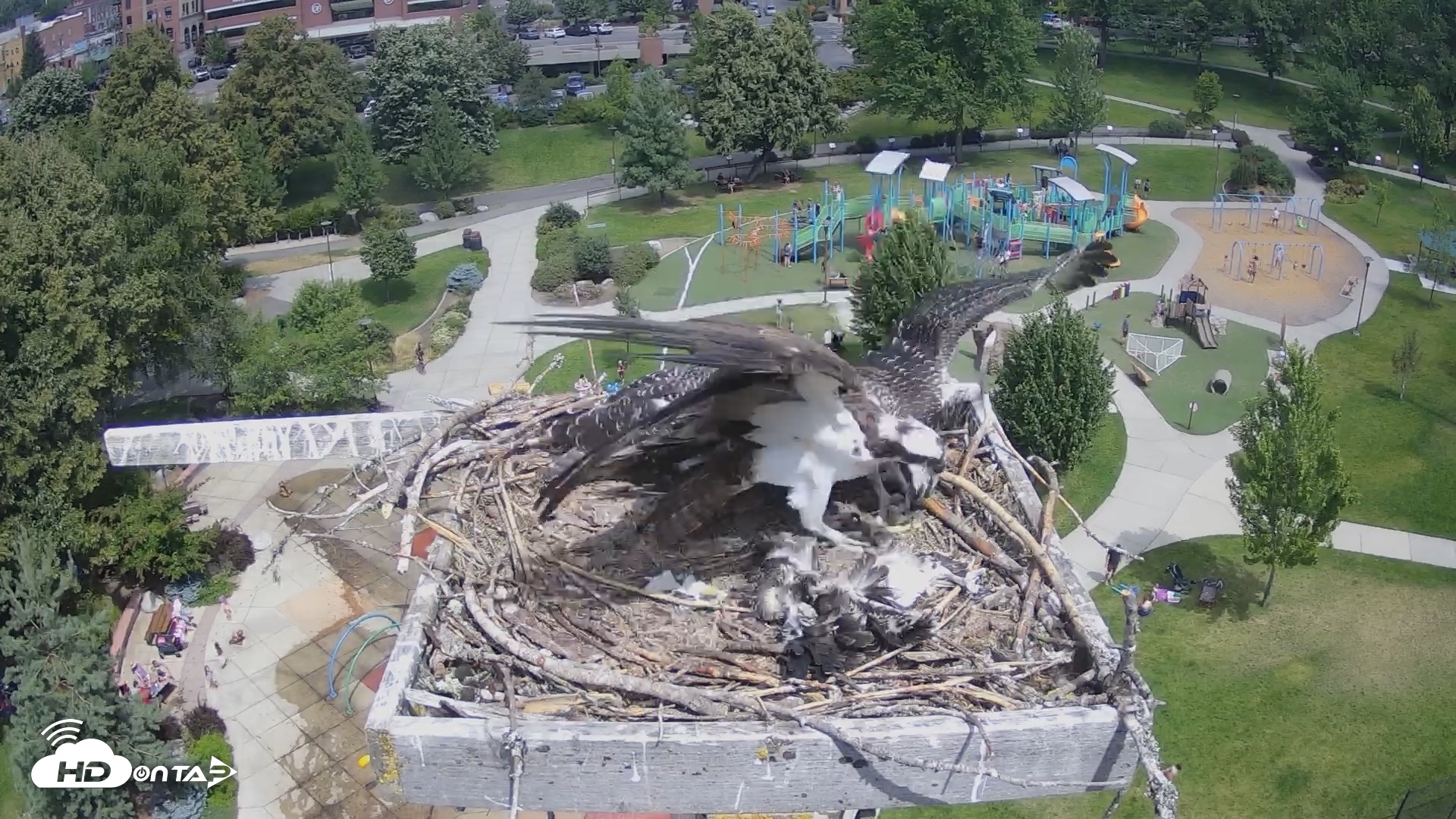 Snapshot of Coeur d'Alene South - Osprey Nest taken Jul 27, 2025, 12:07pm PDT