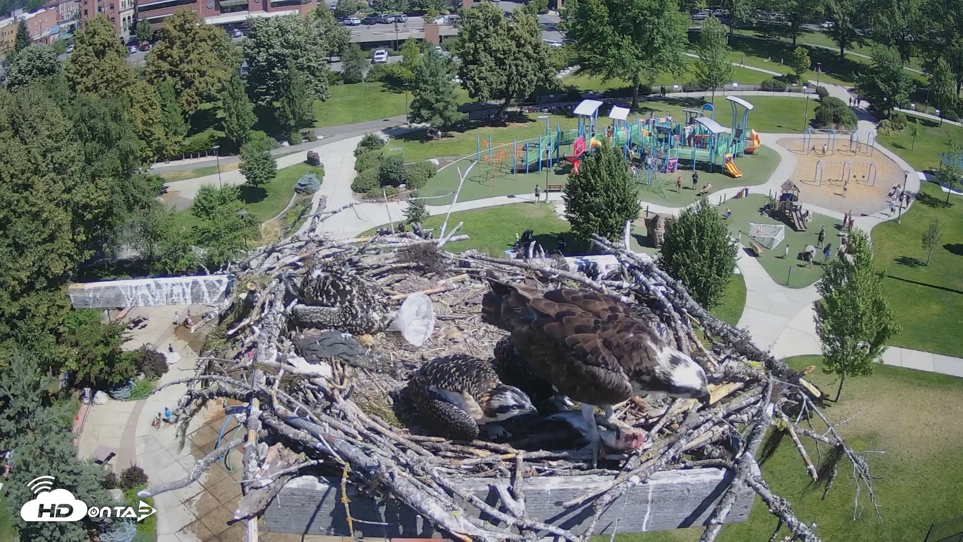 Snapshot of Coeur d'Alene South - Osprey Nest taken Jul 8, 2025, 10:52am PDT