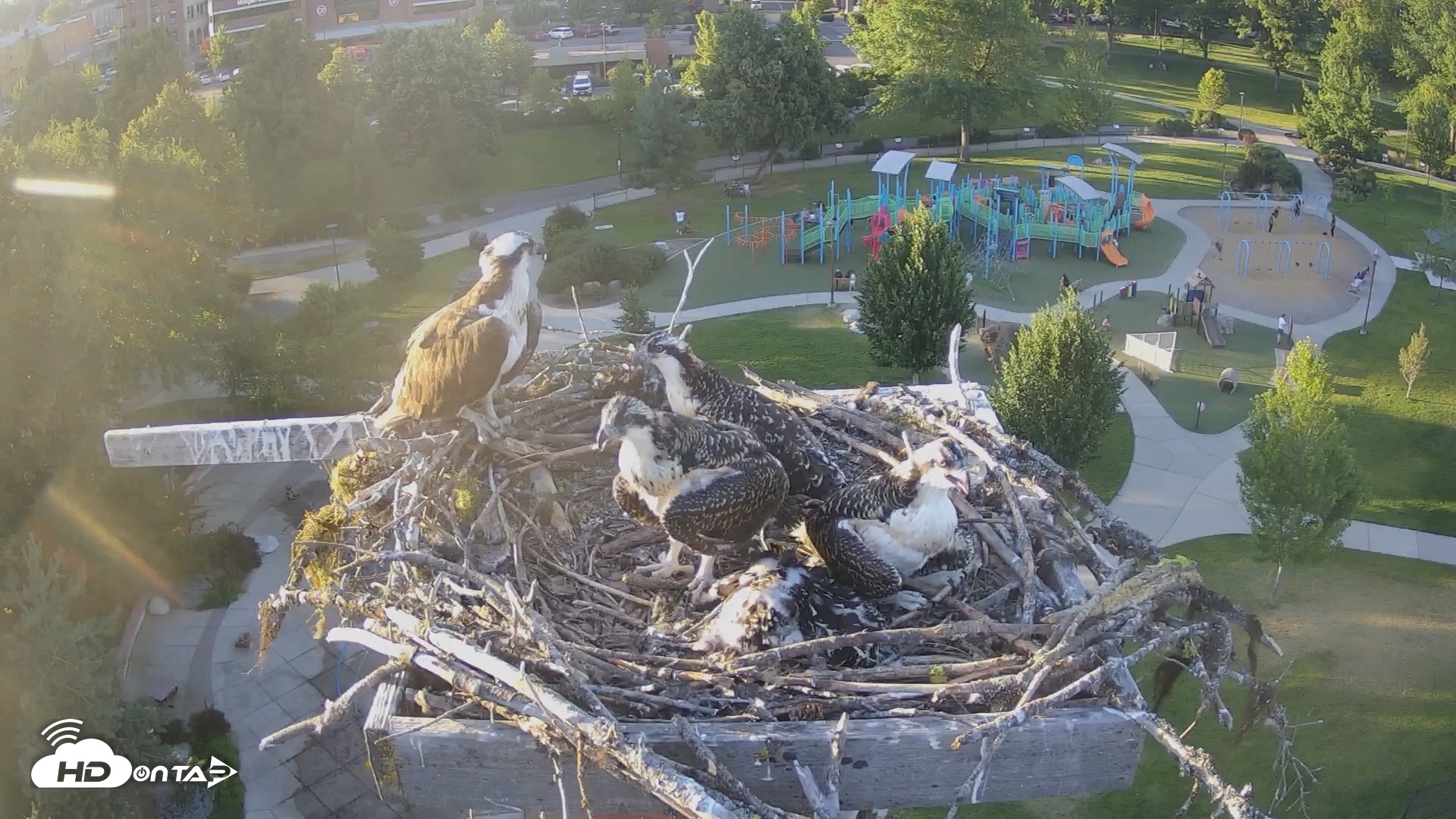 Snapshot of Coeur d'Alene South - Osprey Nest taken Jul 12, 2025, 7:42pm PDT