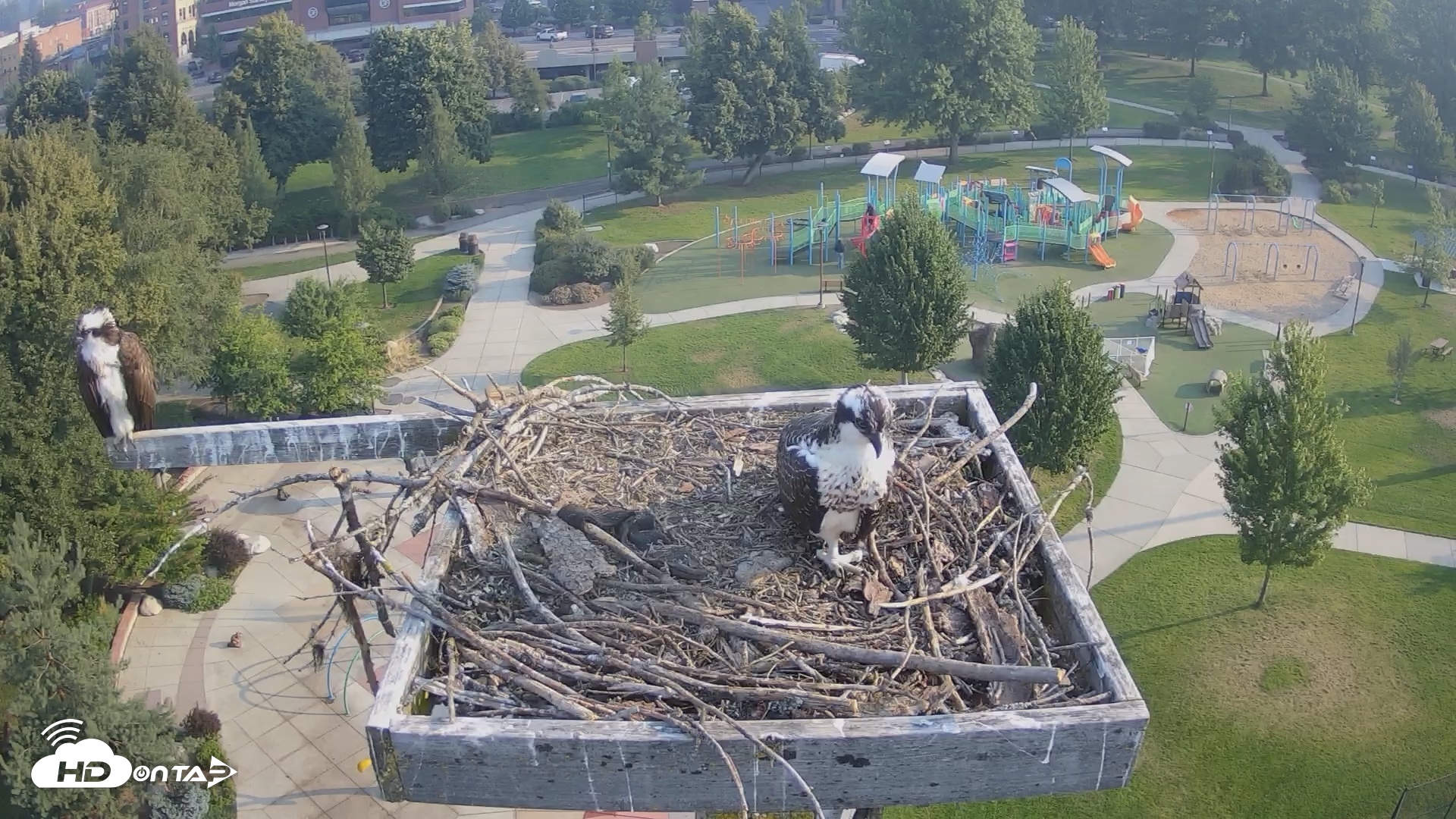 Snapshot of Coeur d'Alene Idaho Osprey Nest Live Cam taken Aug 3, 2026, 7:46am PDT