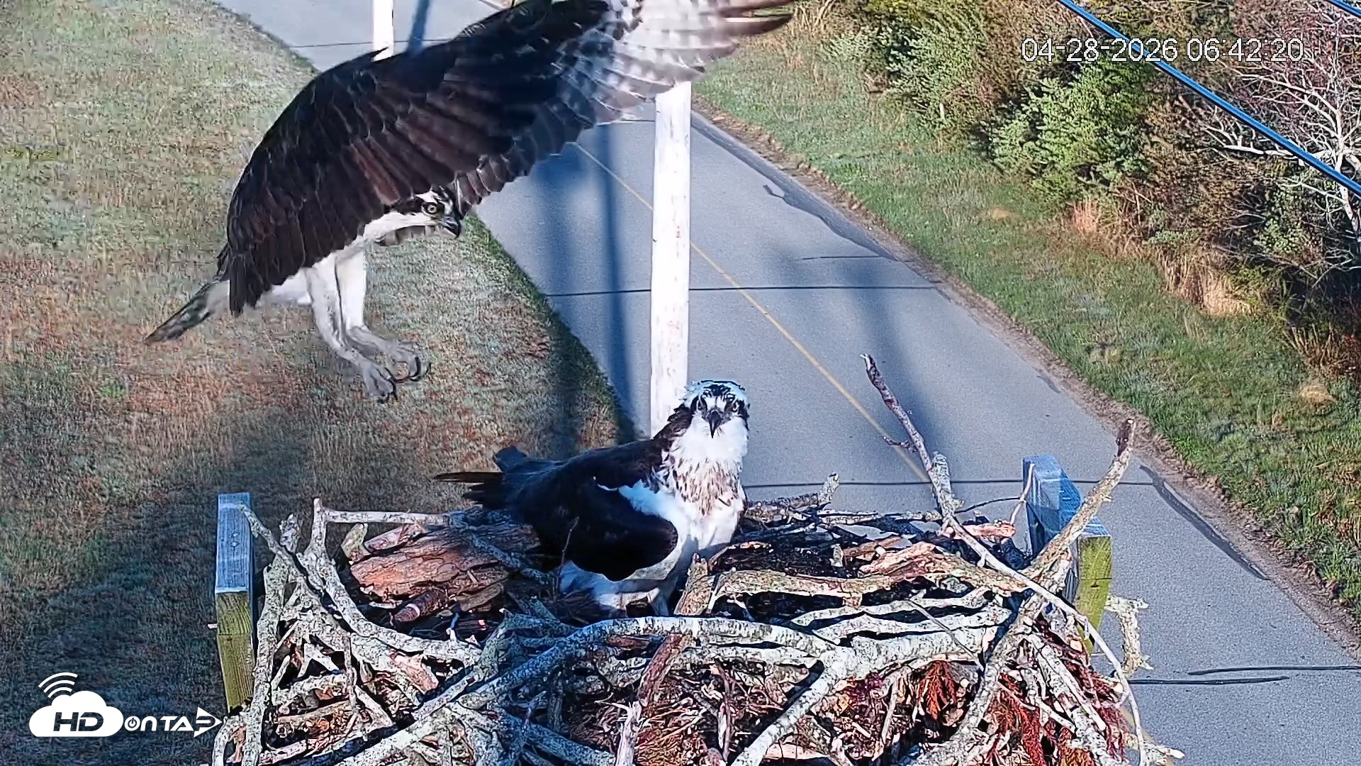 Snapshot of Fishers Island Middle Farms Ospreys Live Webcam taken Apr 28, 2026, 7:51am EDT
