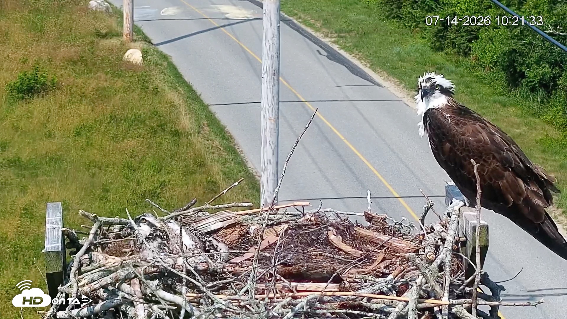 Snapshot of Fishers Island Middle Farms Ospreys Live Webcam taken Jul 14, 2026, 10:22am EDT