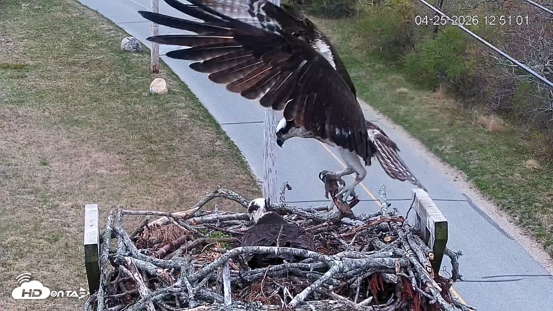 Snapshot of Fishers Island Middle Farms Ospreys Live Webcam taken Apr 25, 2026, 12:55pm EDT