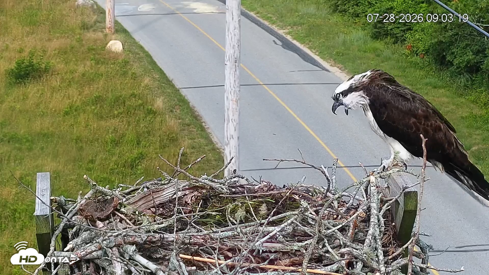 Snapshot of Fishers Island Middle Farms Ospreys Live Webcam taken Jul 28, 2026, 9:03am EDT