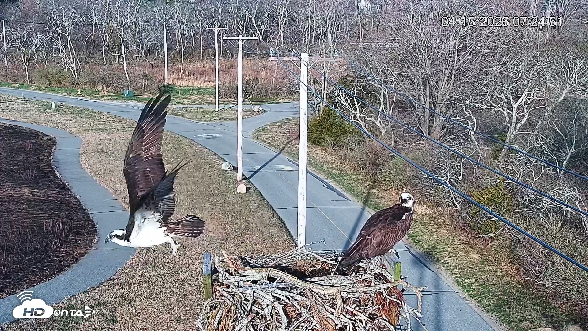 Snapshot of Fishers Island Middle Farms Ospreys Live Webcam taken Apr 15, 2026, 8:04am EDT