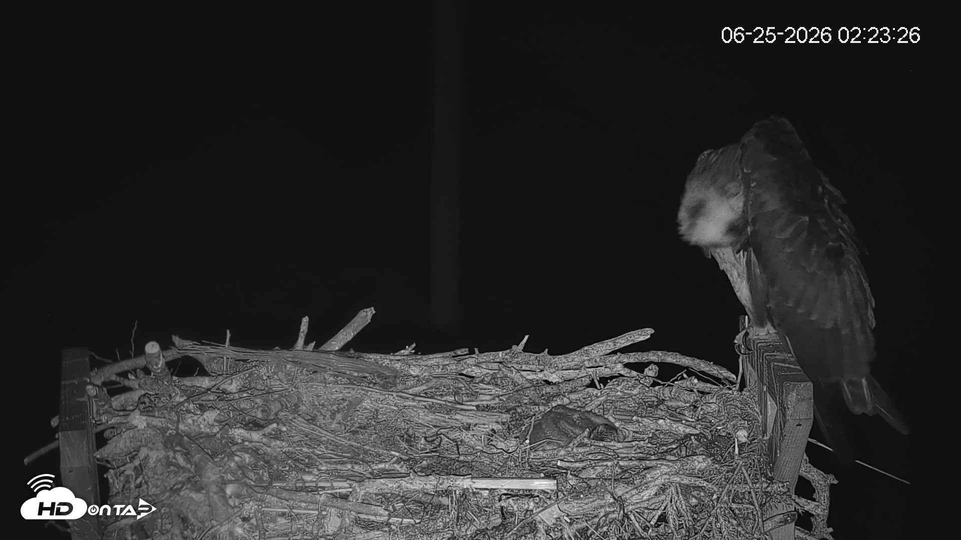 Snapshot of Fishers Island Middle Farms Ospreys Live Webcam taken Jun 25, 2026, 2:24am EDT