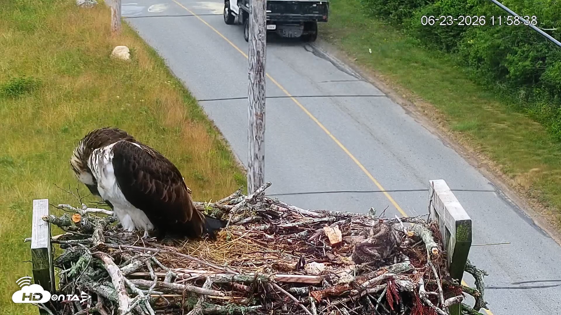 Snapshot of Fishers Island Middle Farms Ospreys Live Webcam taken Jun 23, 2026, 12:00pm EDT