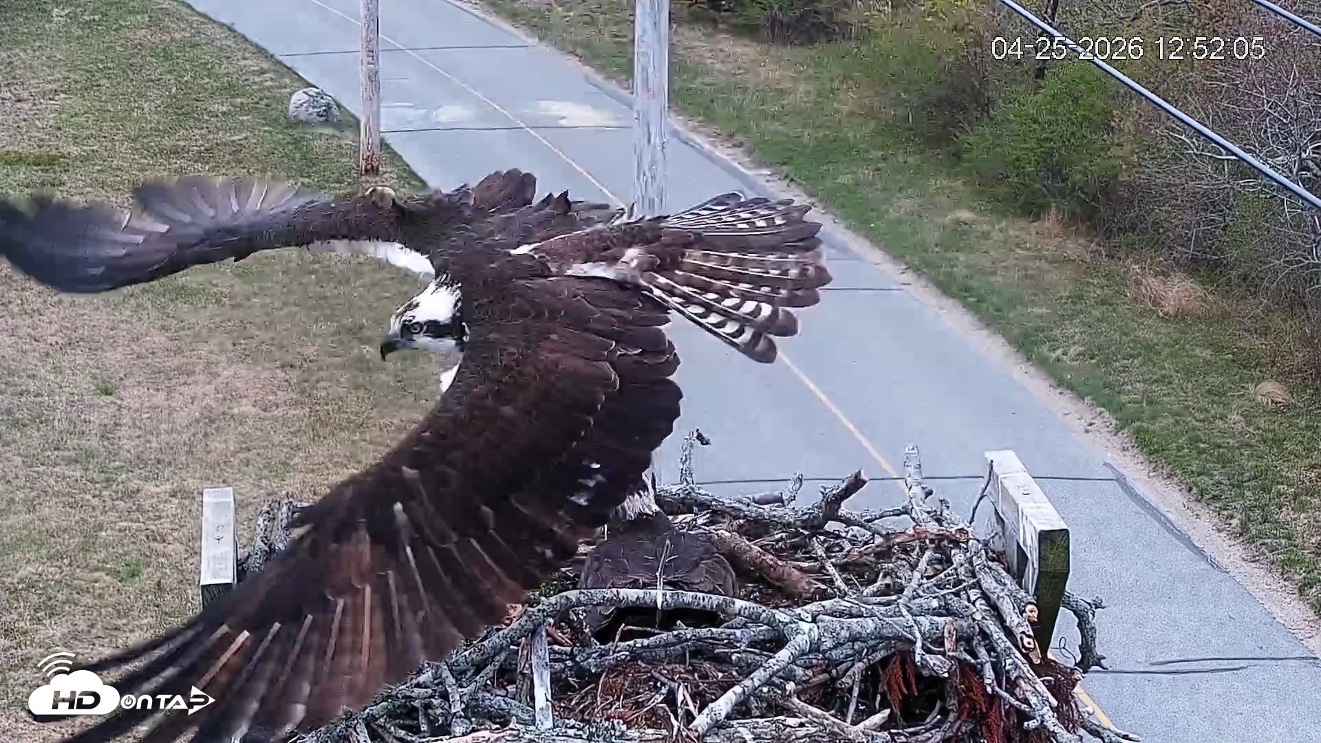 Snapshot of Fishers Island Middle Farms Ospreys Live Webcam taken Apr 25, 2026, 12:53pm EDT