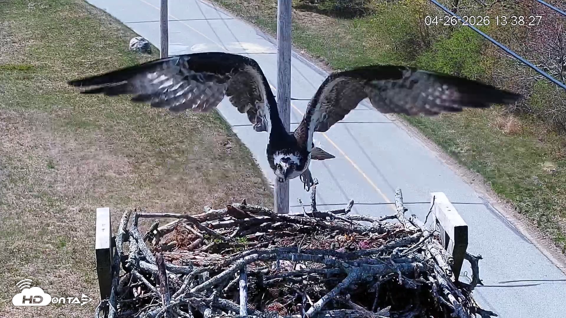 Snapshot of Fishers Island Middle Farms Ospreys Live Webcam taken Apr 26, 2026, 6:24pm EDT