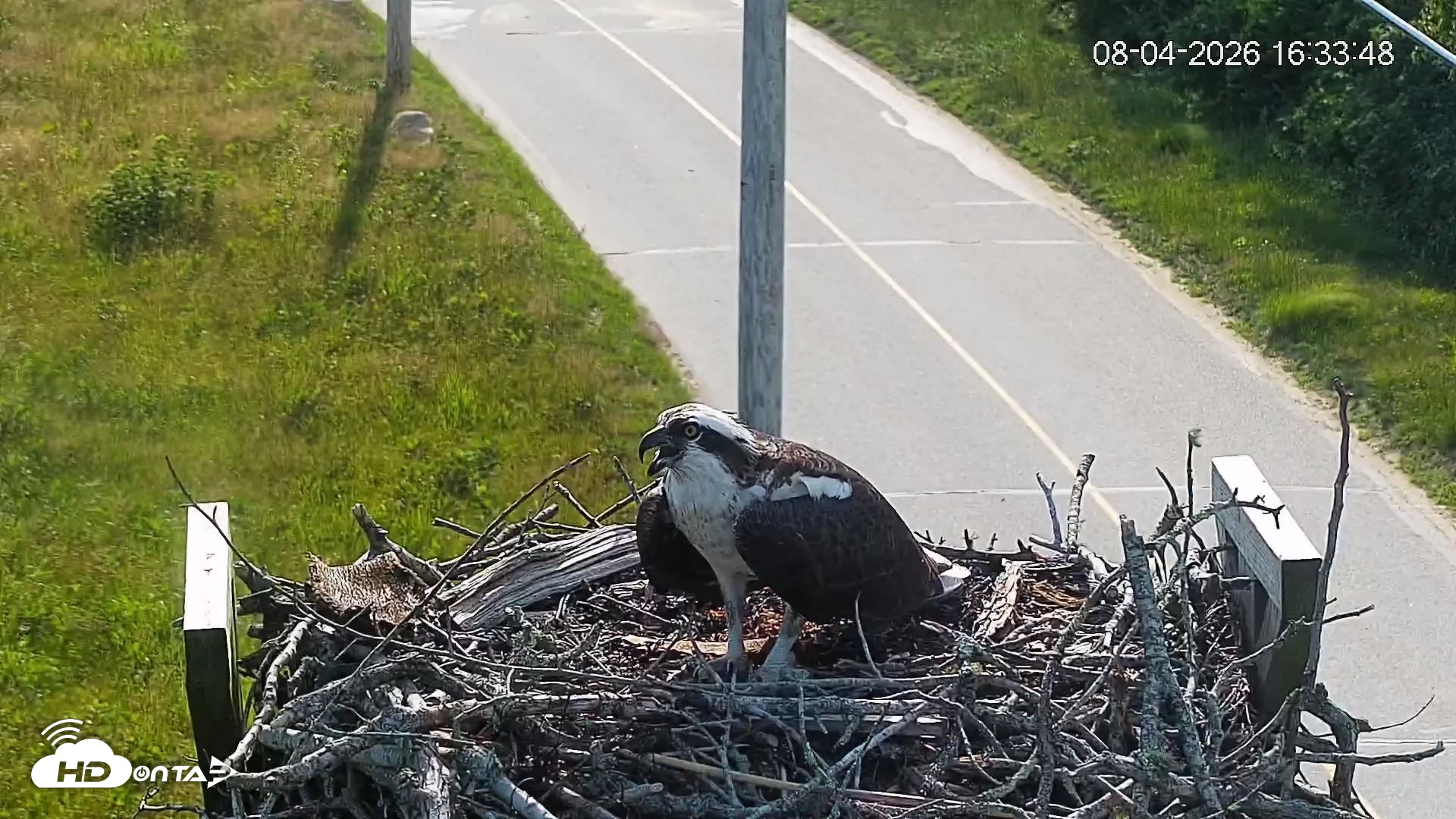 Snapshot of Fishers Island Middle Farms Ospreys Live Webcam taken Aug 4, 2026, 4:34pm EDT