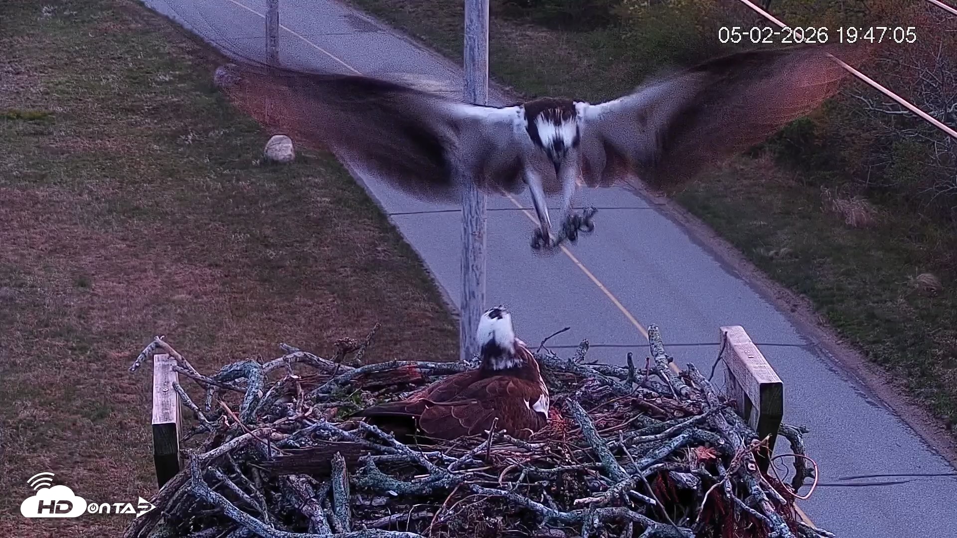Snapshot of Fishers Island Middle Farms Ospreys Live Webcam taken May 2, 2026, 8:46pm EDT