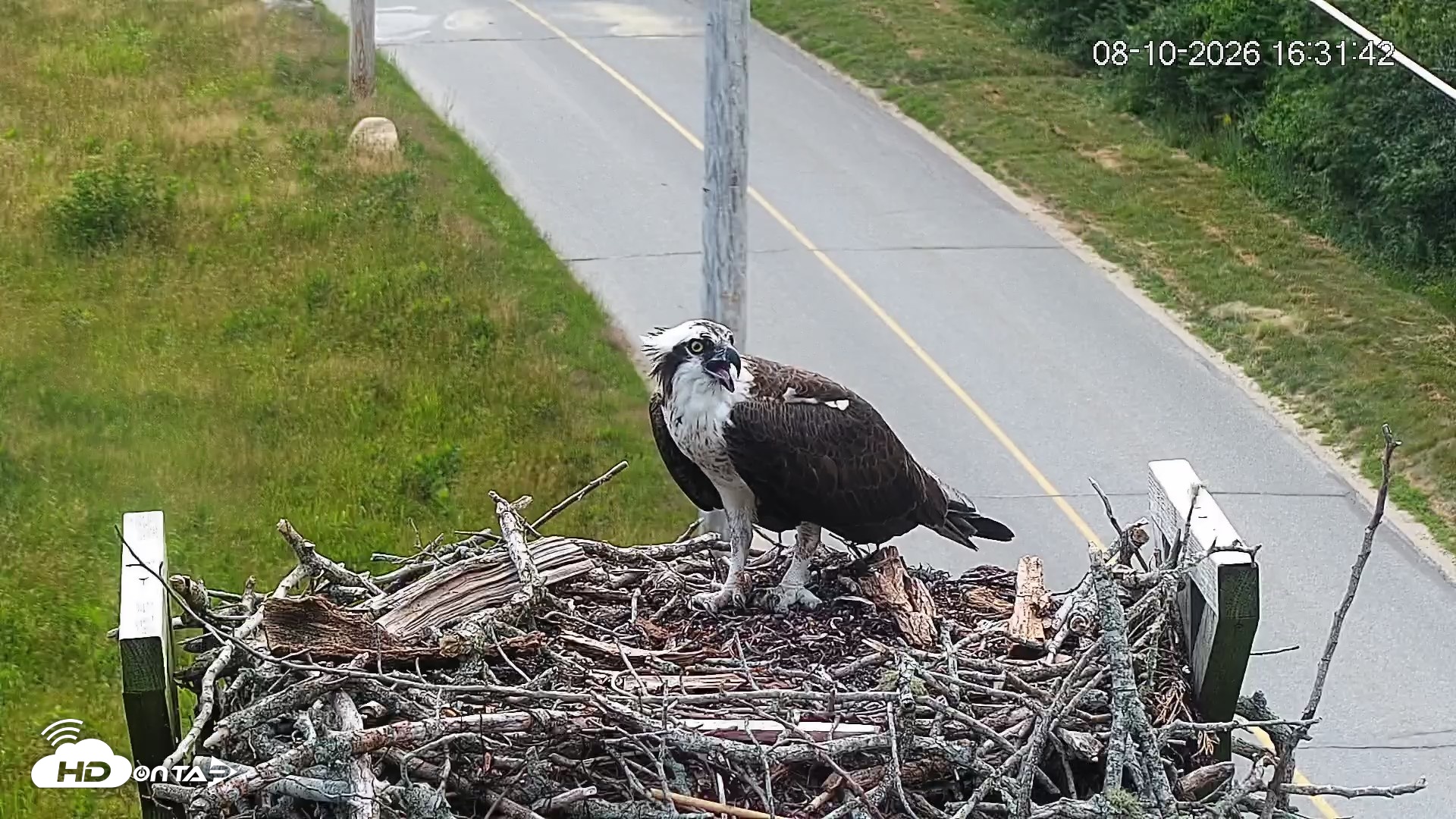 Snapshot of Fishers Island Middle Farms Ospreys Live Webcam taken Aug 10, 2026, 4:32pm EDT