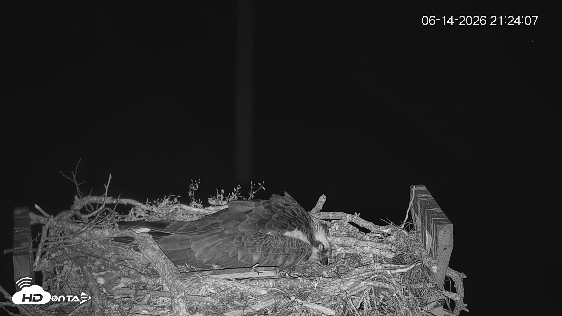 Snapshot of Fishers Island Middle Farms Ospreys Live Webcam taken Jun 14, 2026, 9:25pm EDT