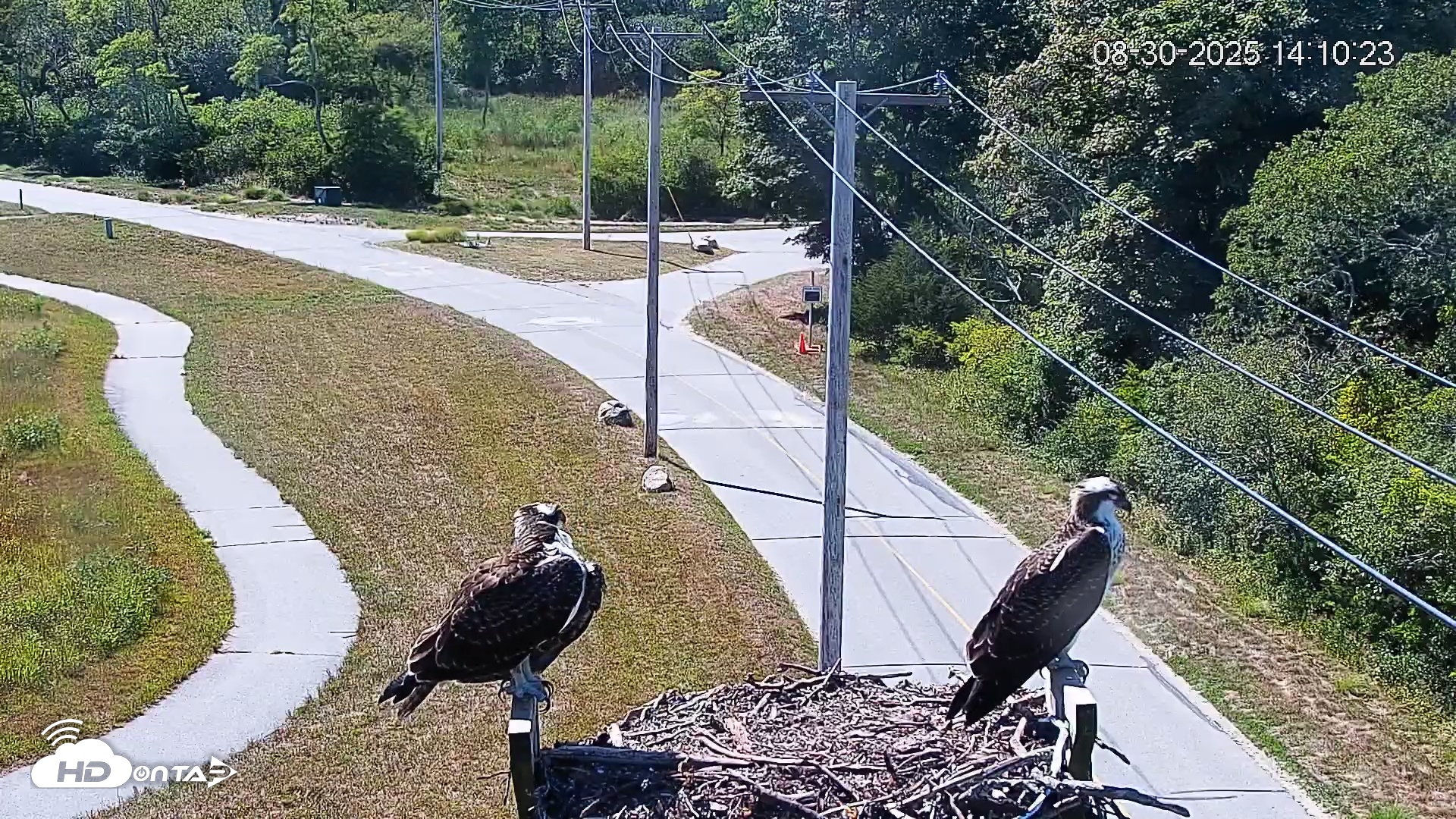 Snapshot of Fishers Island Middle Farms Ospreys Live Webcam taken Aug 30, 2025, 2:10pm EDT