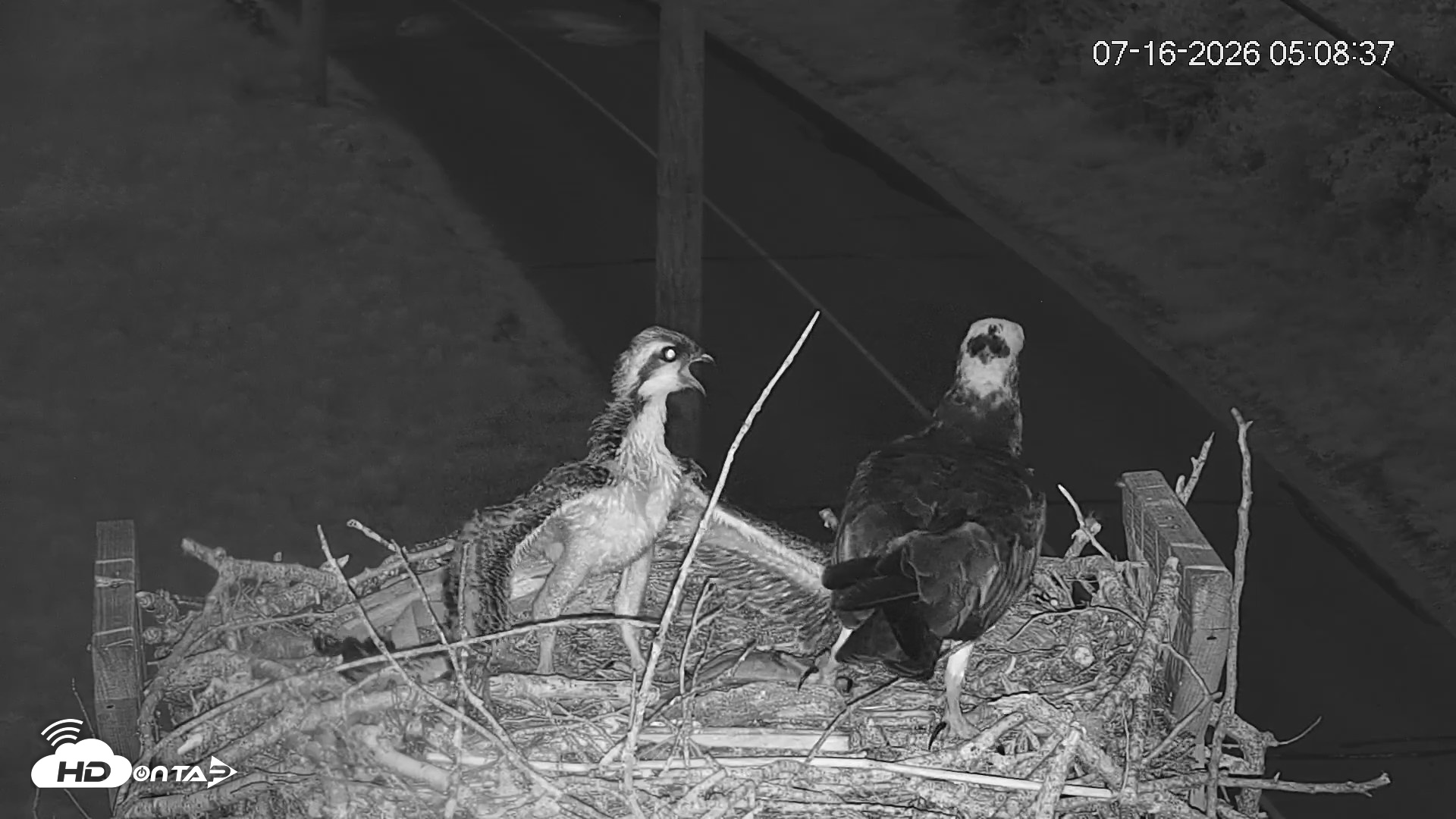 Snapshot of Fishers Island Middle Farms Ospreys Live Webcam taken Jul 16, 2026, 5:25am EDT