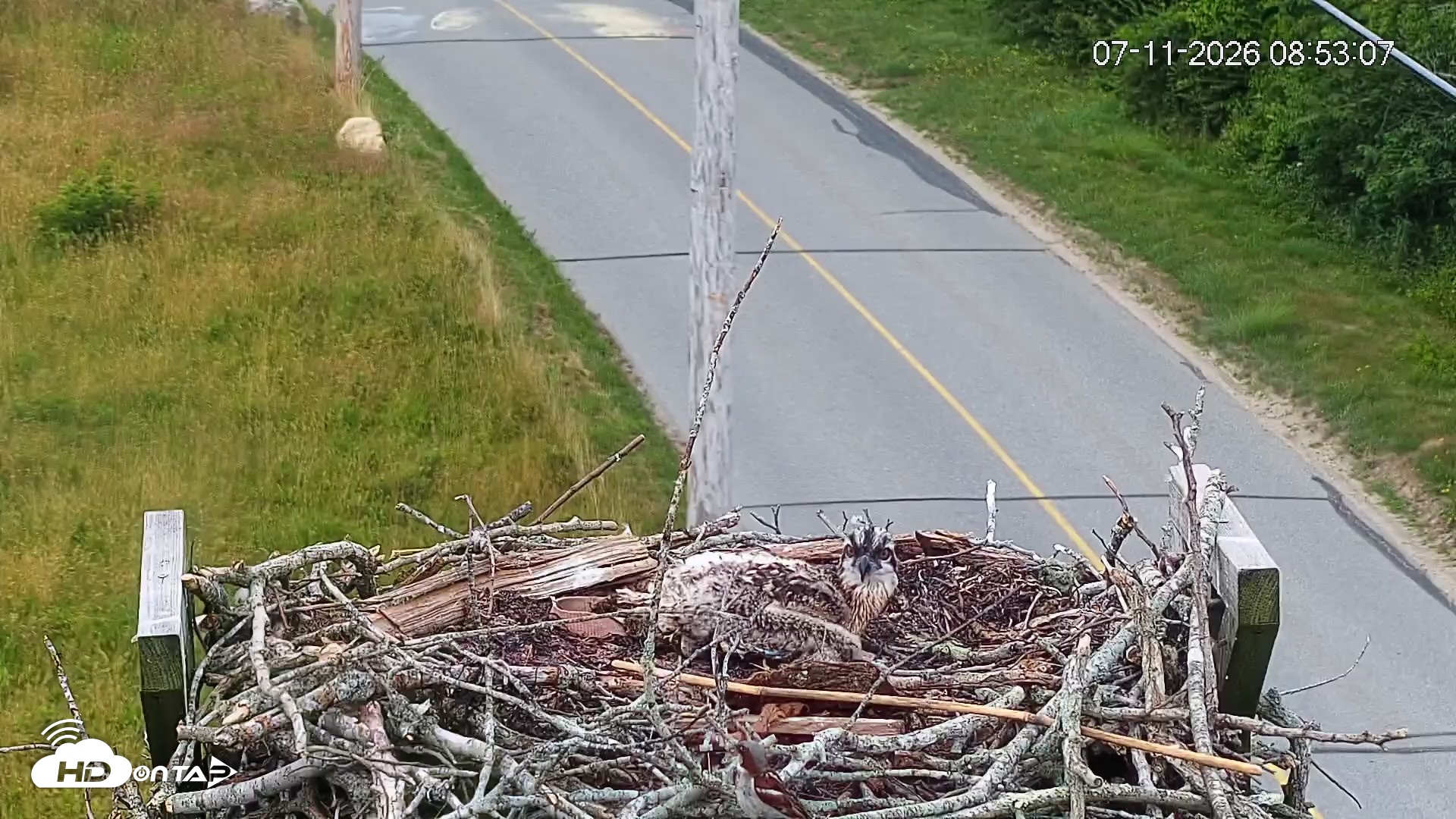 Snapshot of Fishers Island Middle Farms Ospreys Live Webcam taken Jul 11, 2026, 8:53am EDT