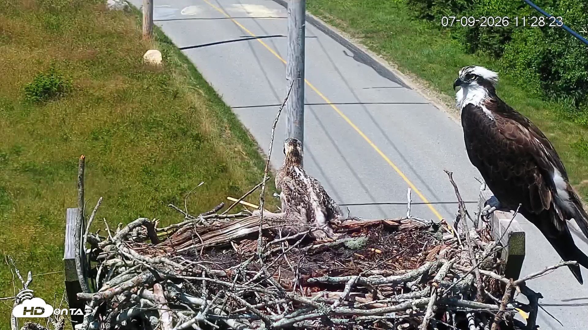 Snapshot of Fishers Island Middle Farms Ospreys Live Webcam taken Jul 9, 2026, 11:29am EDT