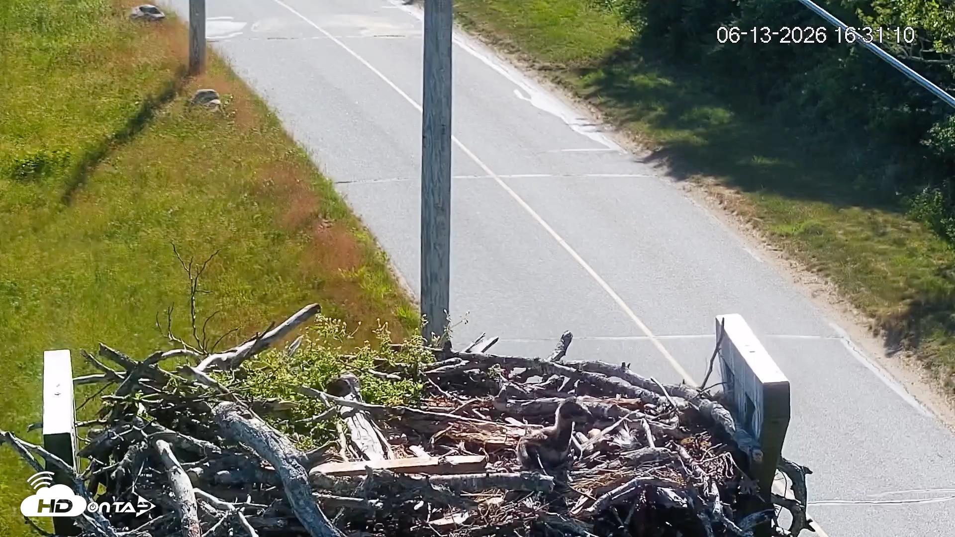 Snapshot of Fishers Island Middle Farms Ospreys Live Webcam taken Jun 13, 2026, 4:32pm EDT