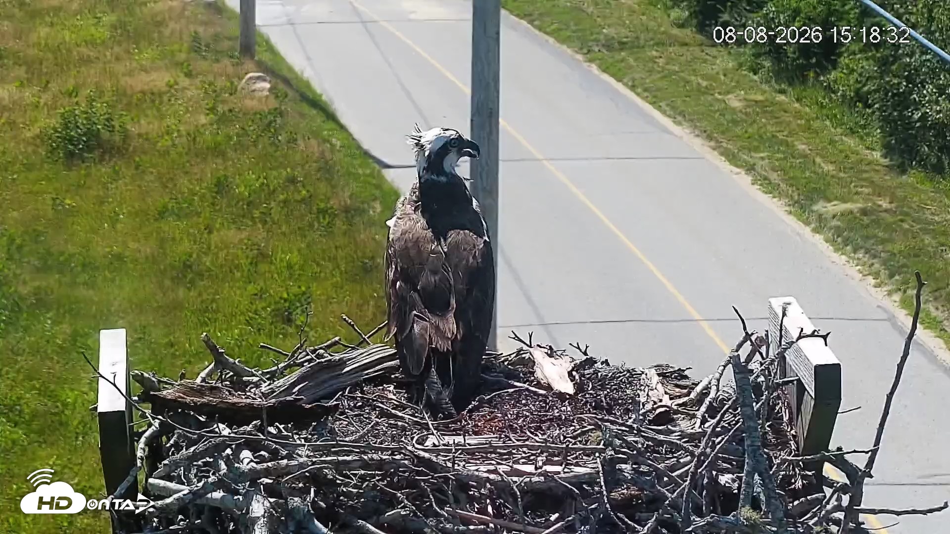 Snapshot of Fishers Island Middle Farms Ospreys Live Webcam taken Aug 8, 2026, 3:19pm EDT