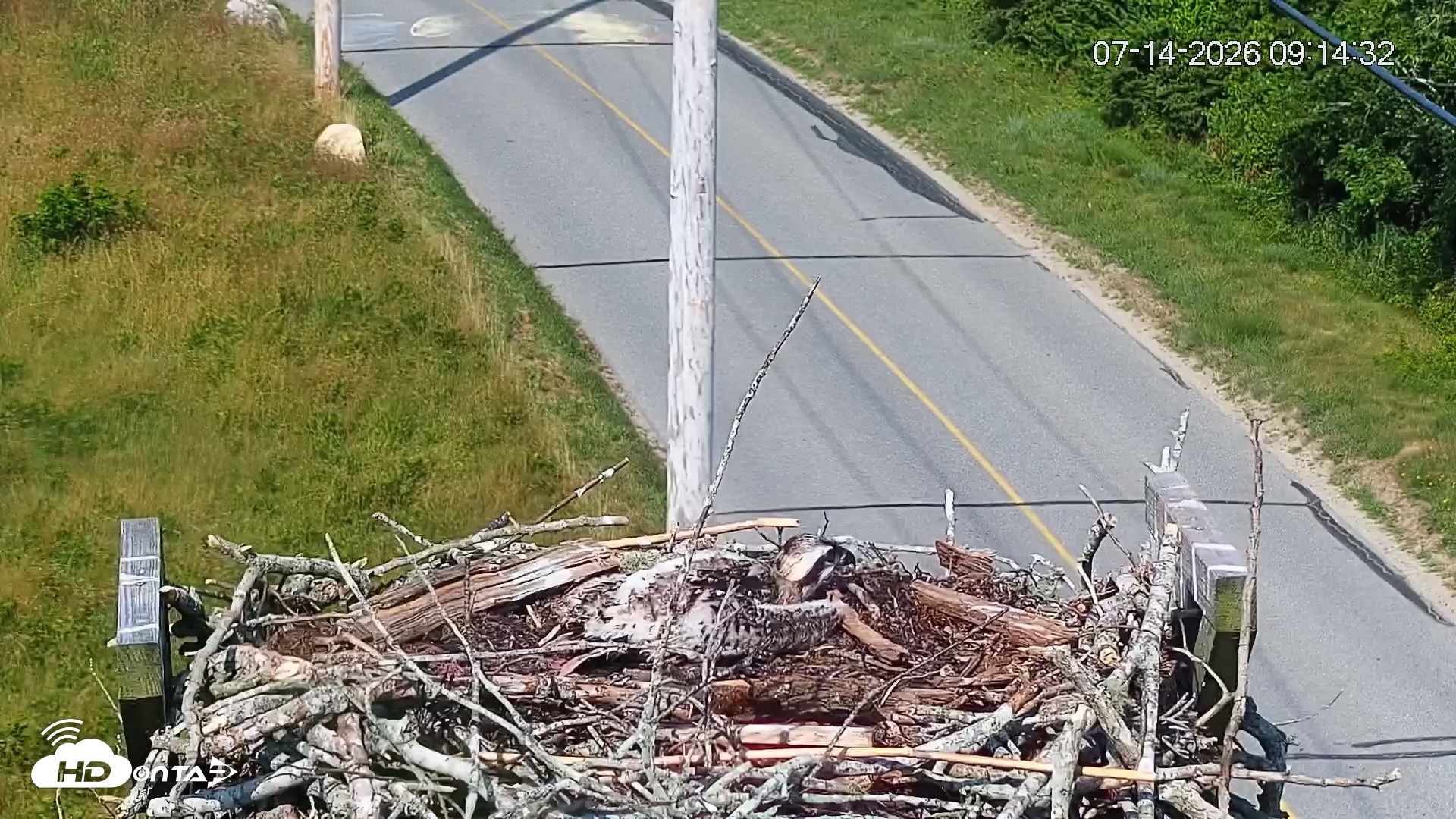 Snapshot of Fishers Island Middle Farms Ospreys Live Webcam taken Jul 14, 2026, 9:15am EDT