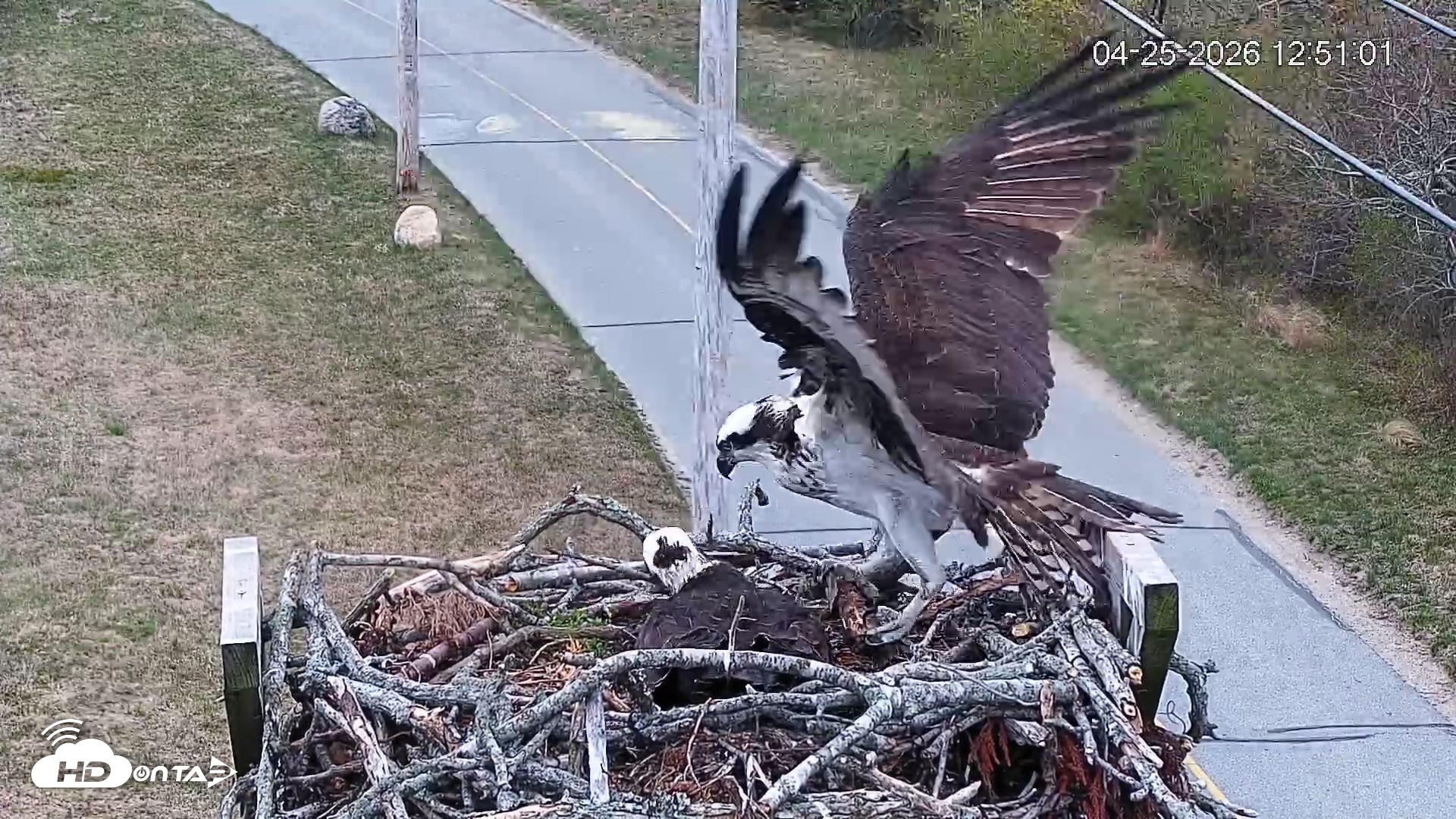 Snapshot of Fishers Island Middle Farms Ospreys Live Webcam taken Apr 25, 2026, 12:55pm EDT
