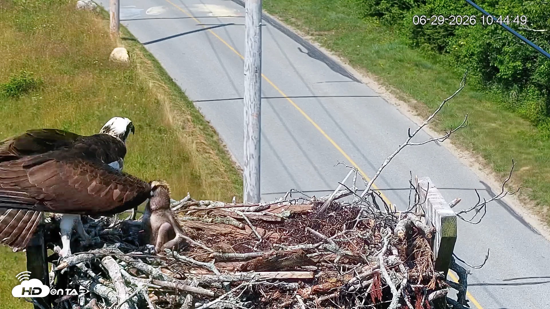 Snapshot of Fishers Island Middle Farms Ospreys Live Webcam taken Jun 29, 2026, 10:45am EDT