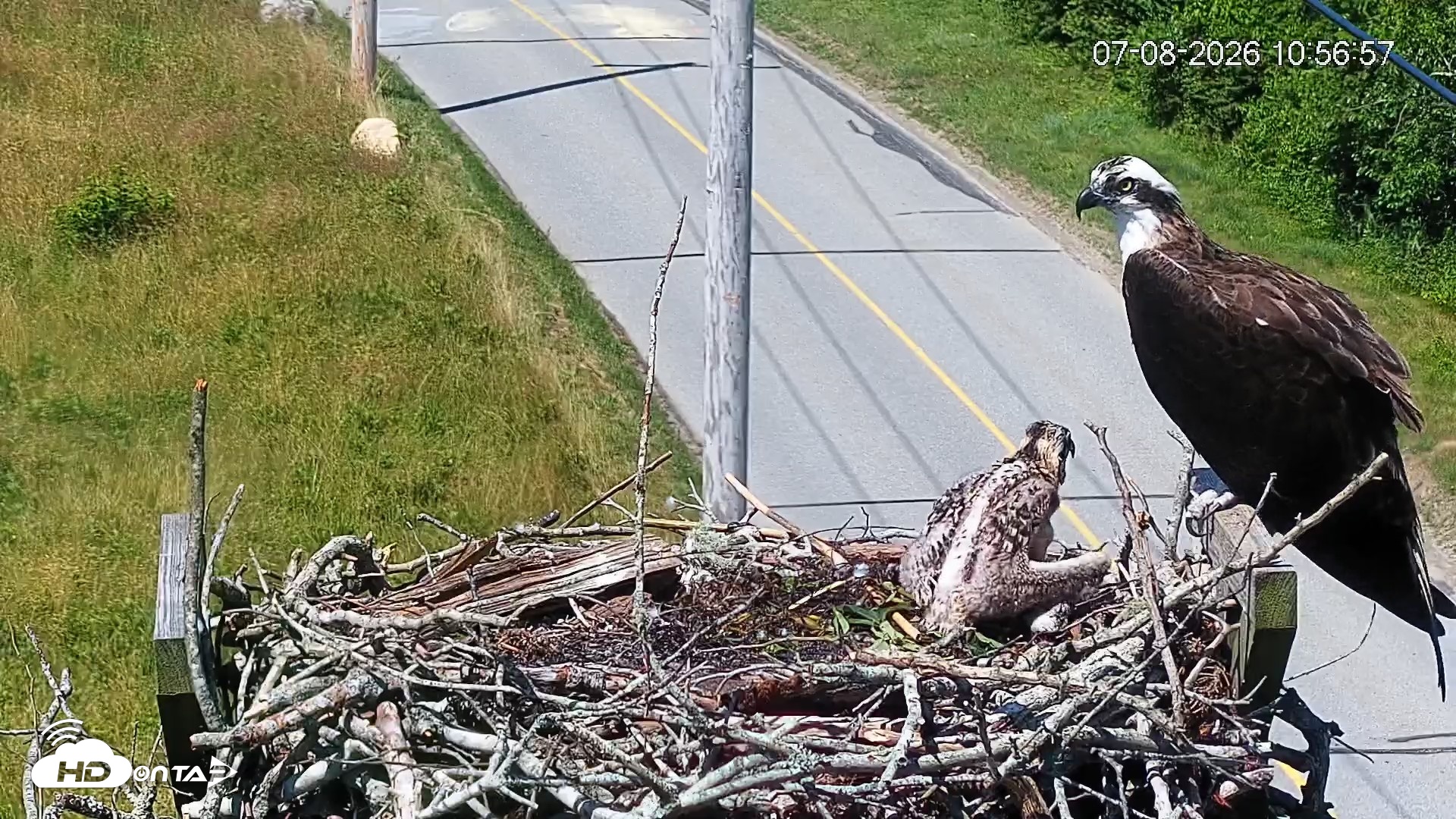 Snapshot of Fishers Island Middle Farms Ospreys Live Webcam taken Jul 8, 2026, 10:57am EDT