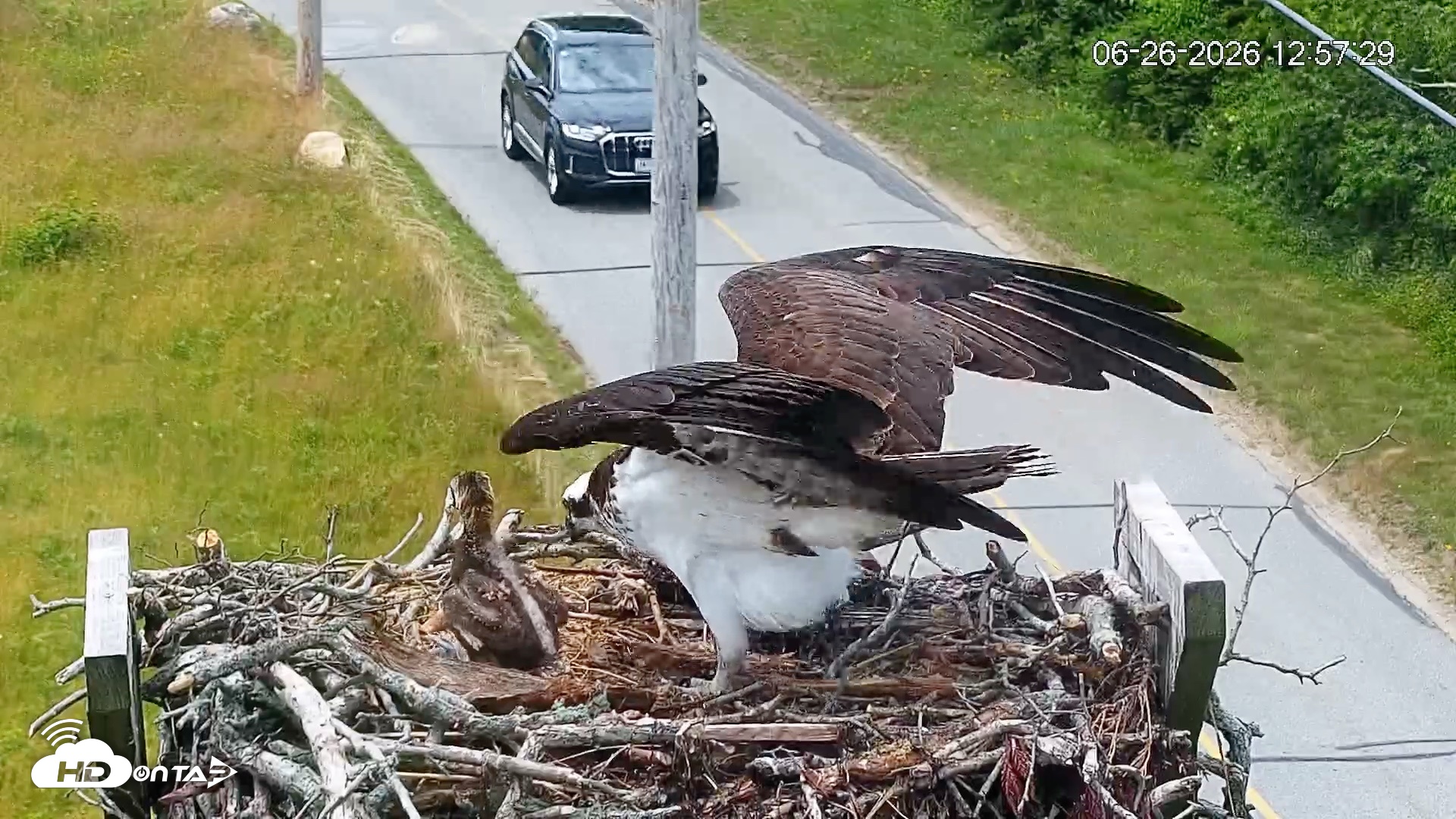 Snapshot of Fishers Island Middle Farms Ospreys Live Webcam taken Jun 26, 2026, 12:58pm EDT