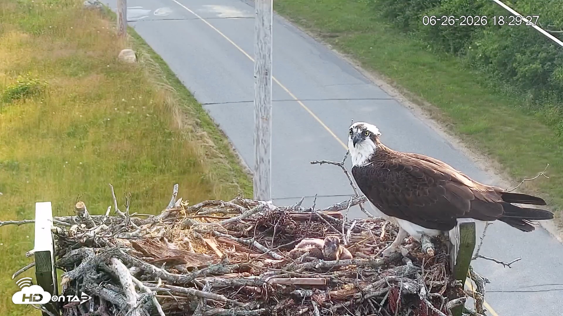 Snapshot of Fishers Island Middle Farms Ospreys Live Webcam taken Jun 26, 2026, 6:30pm EDT