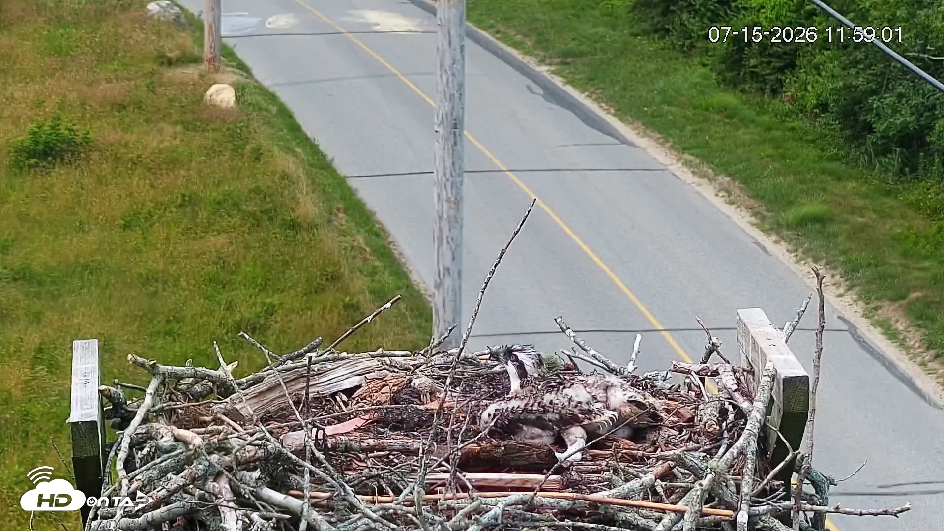 Snapshot of Fishers Island Middle Farms Ospreys Live Webcam taken Jul 15, 2026, 11:59am EDT
