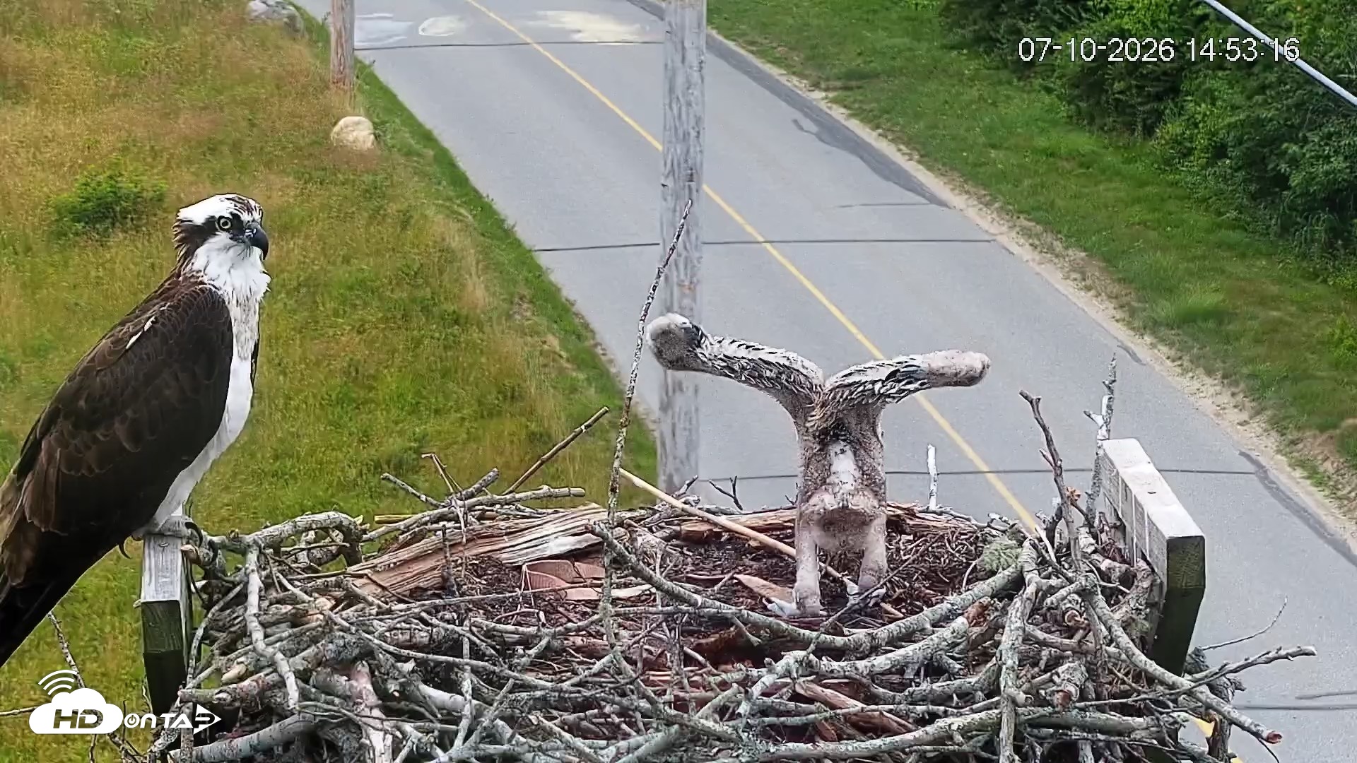 Snapshot of Fishers Island Middle Farms Ospreys Live Webcam taken Jul 10, 2026, 3:14pm EDT