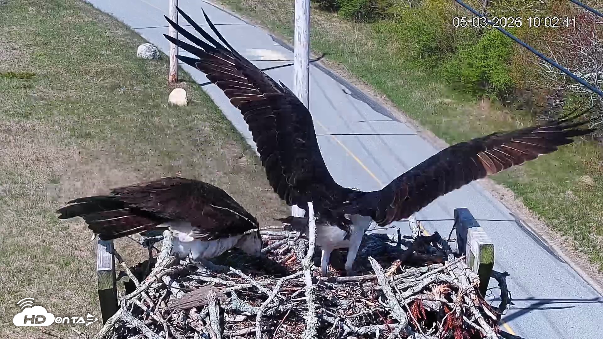 Snapshot of Fishers Island Middle Farms Ospreys Live Webcam taken May 3, 2026, 11:04am EDT